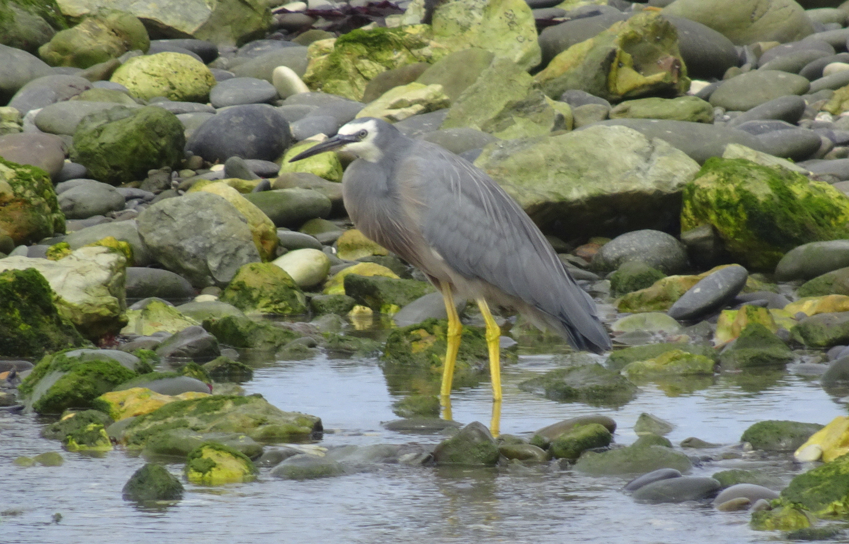 White-faced heron on Ward Beach.