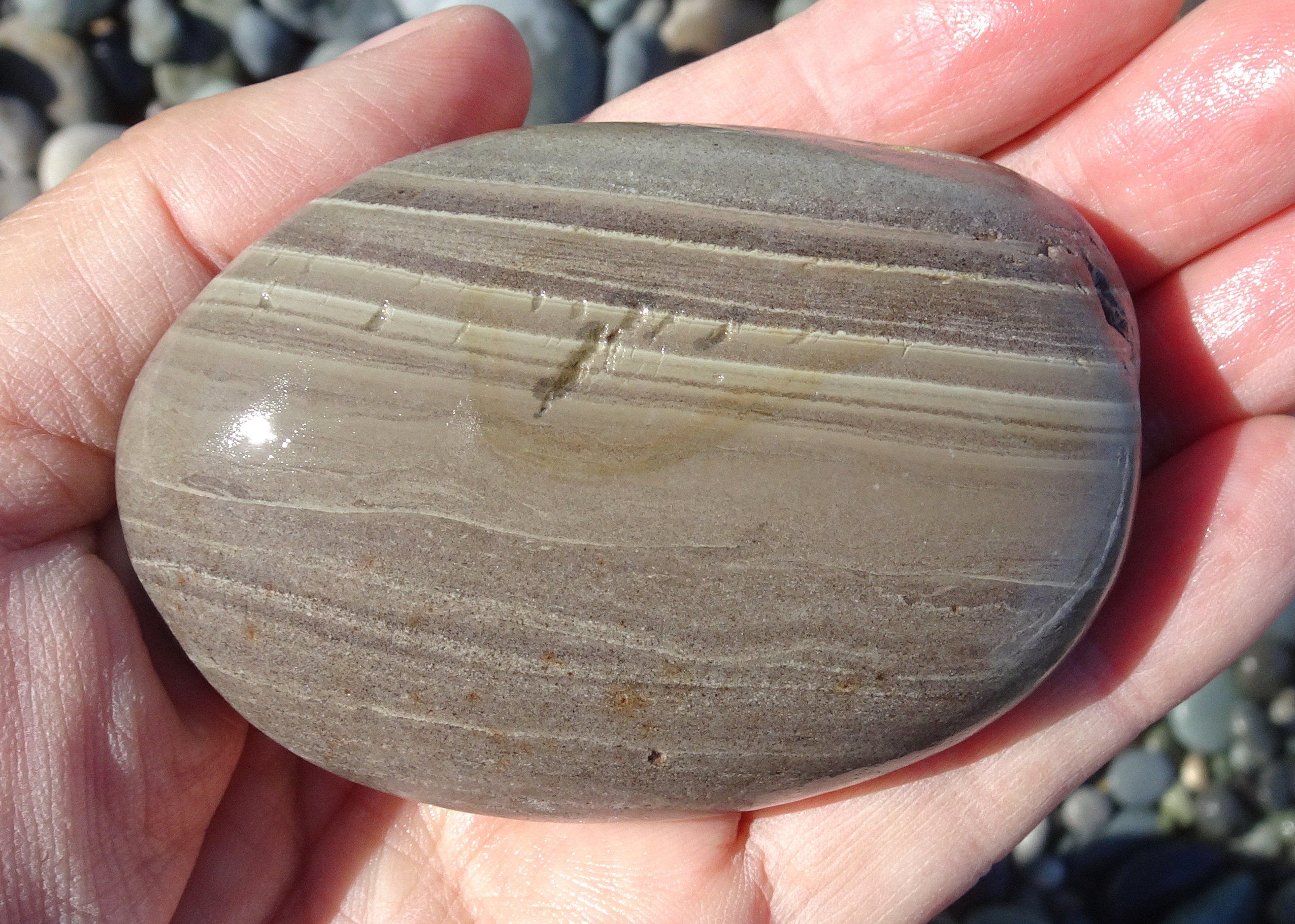 Banded argillite. Left on beach as too big for my tumblers.