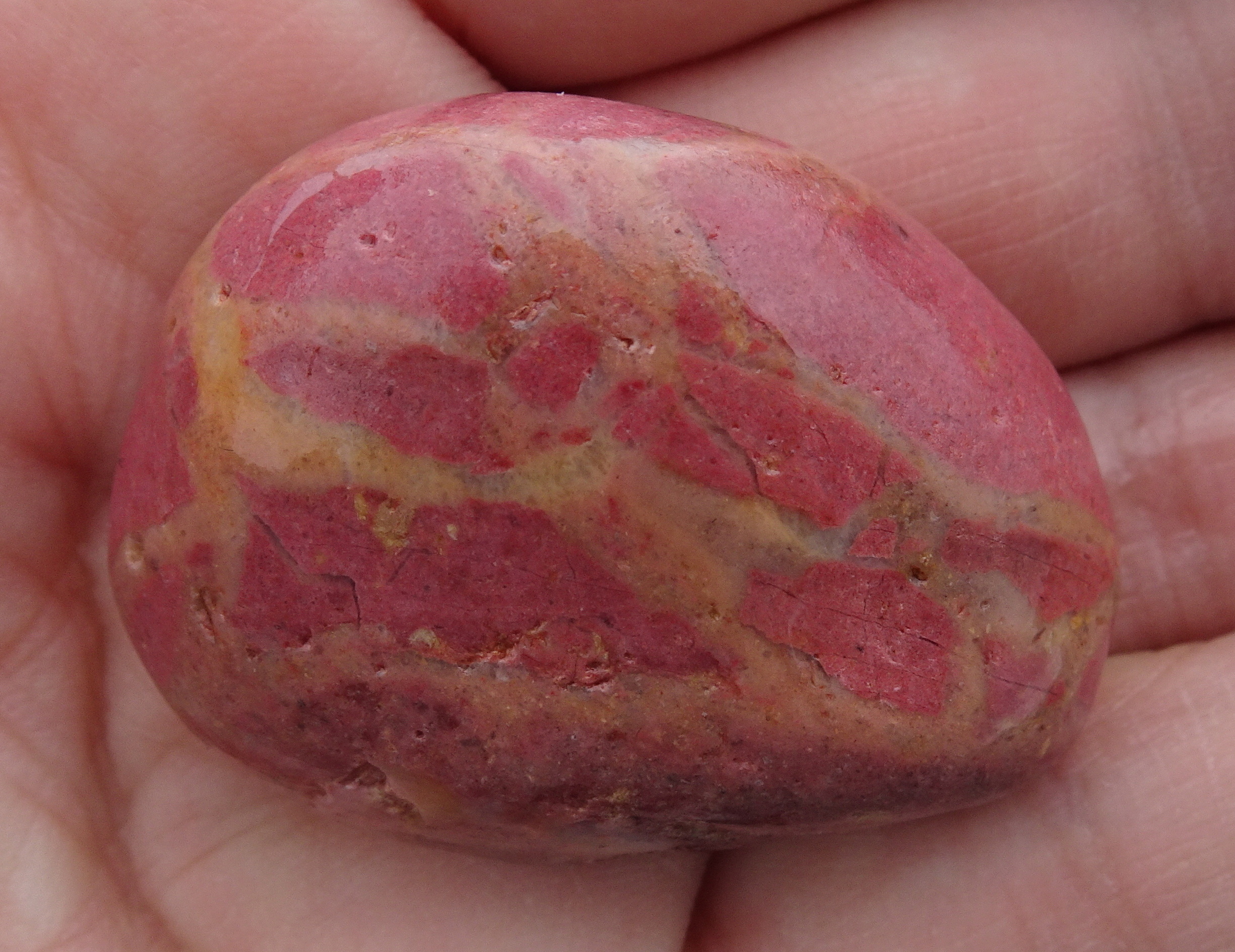 Today's "pinkie".