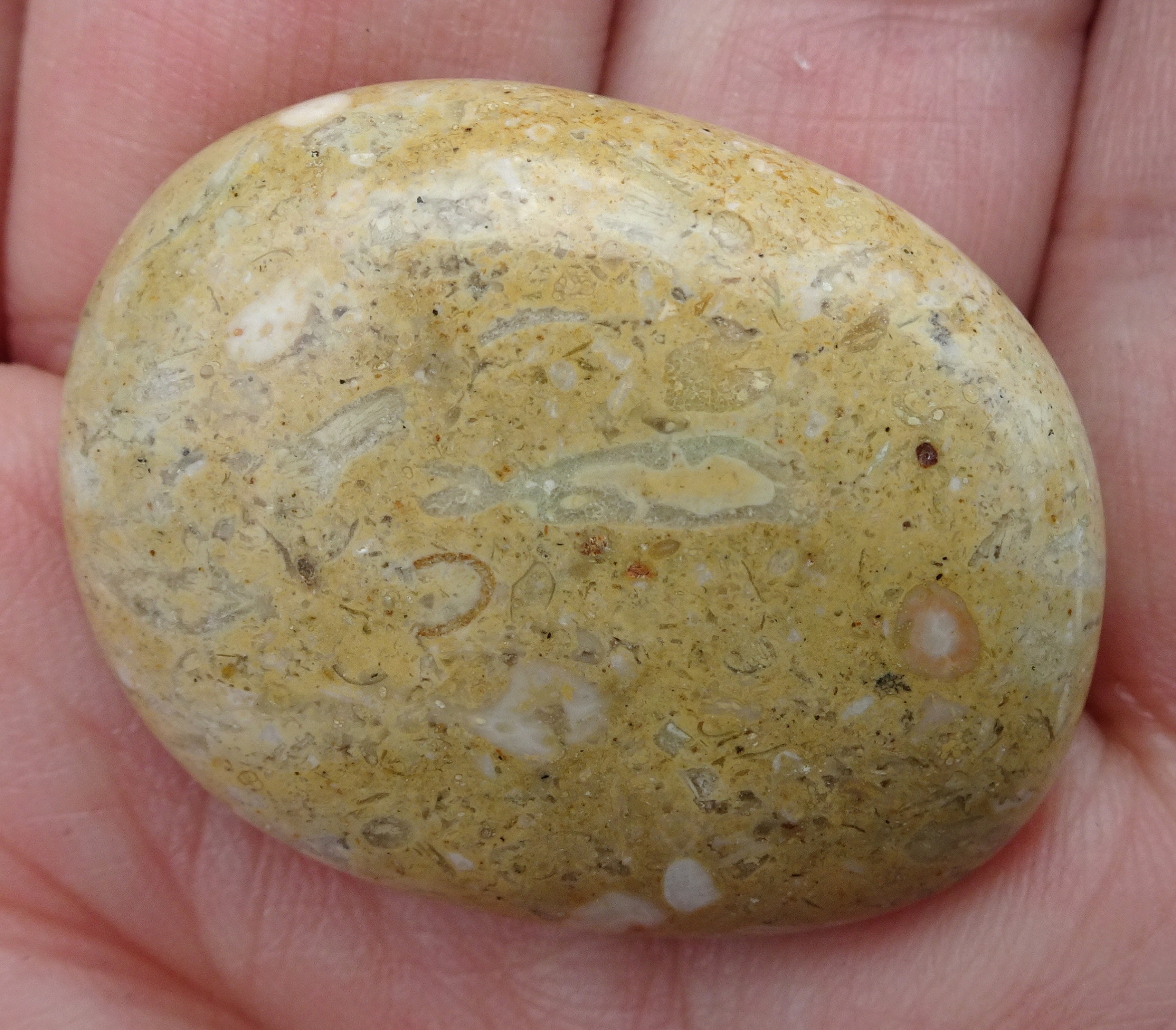 Kakanui fossil hash stone after 400 grit tumble.