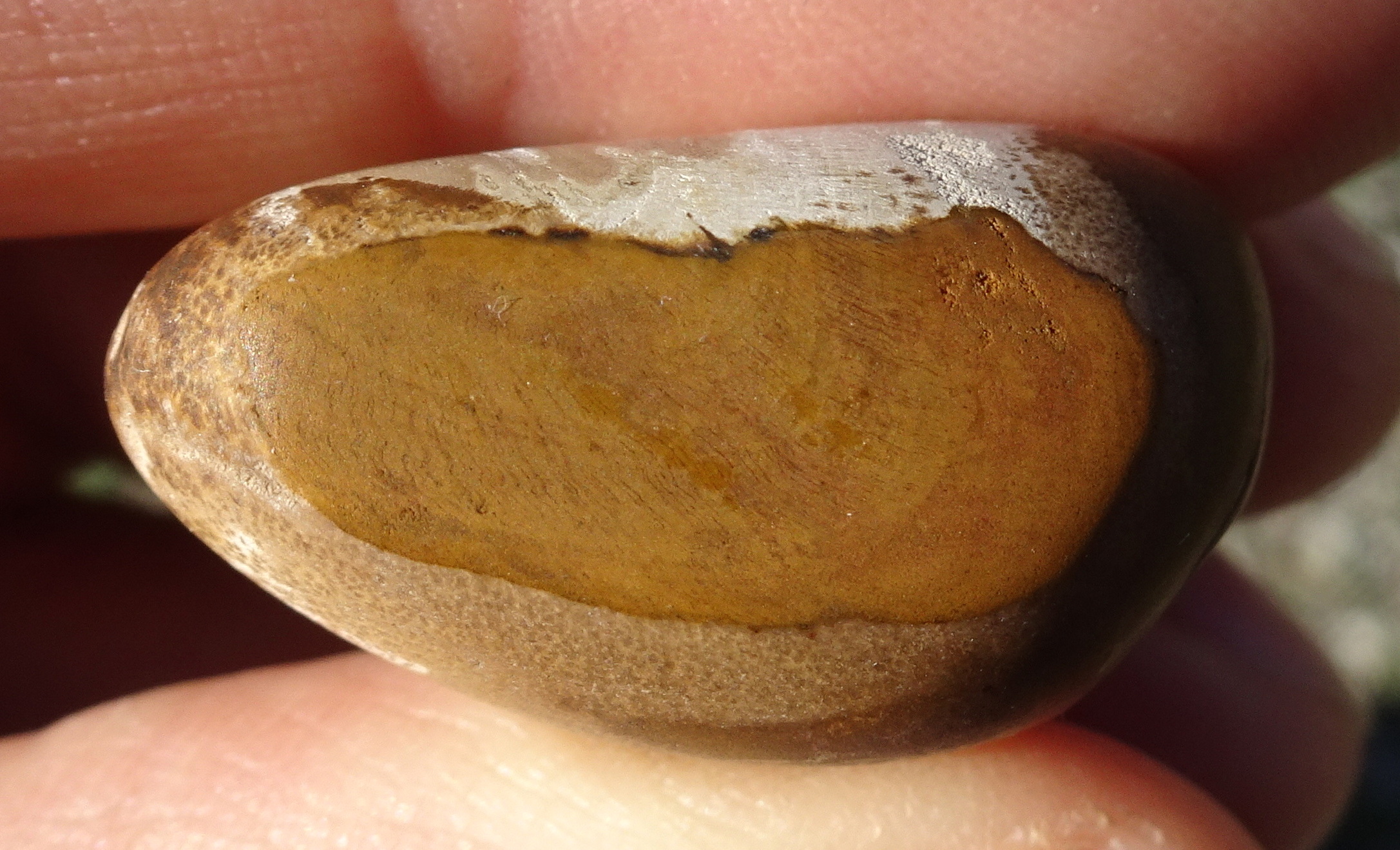 A view of the end of the stone. Despite not looking so here, this is quite shiny.