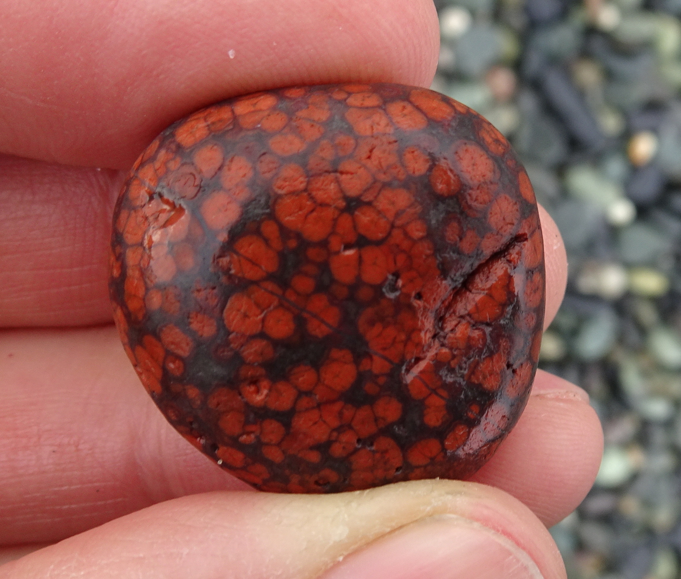 Orbicular (poppy) jasper.