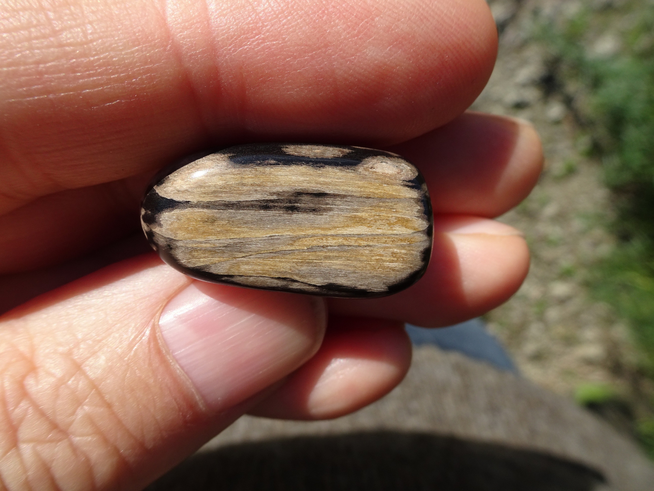 The small polished piece of petrified wood.