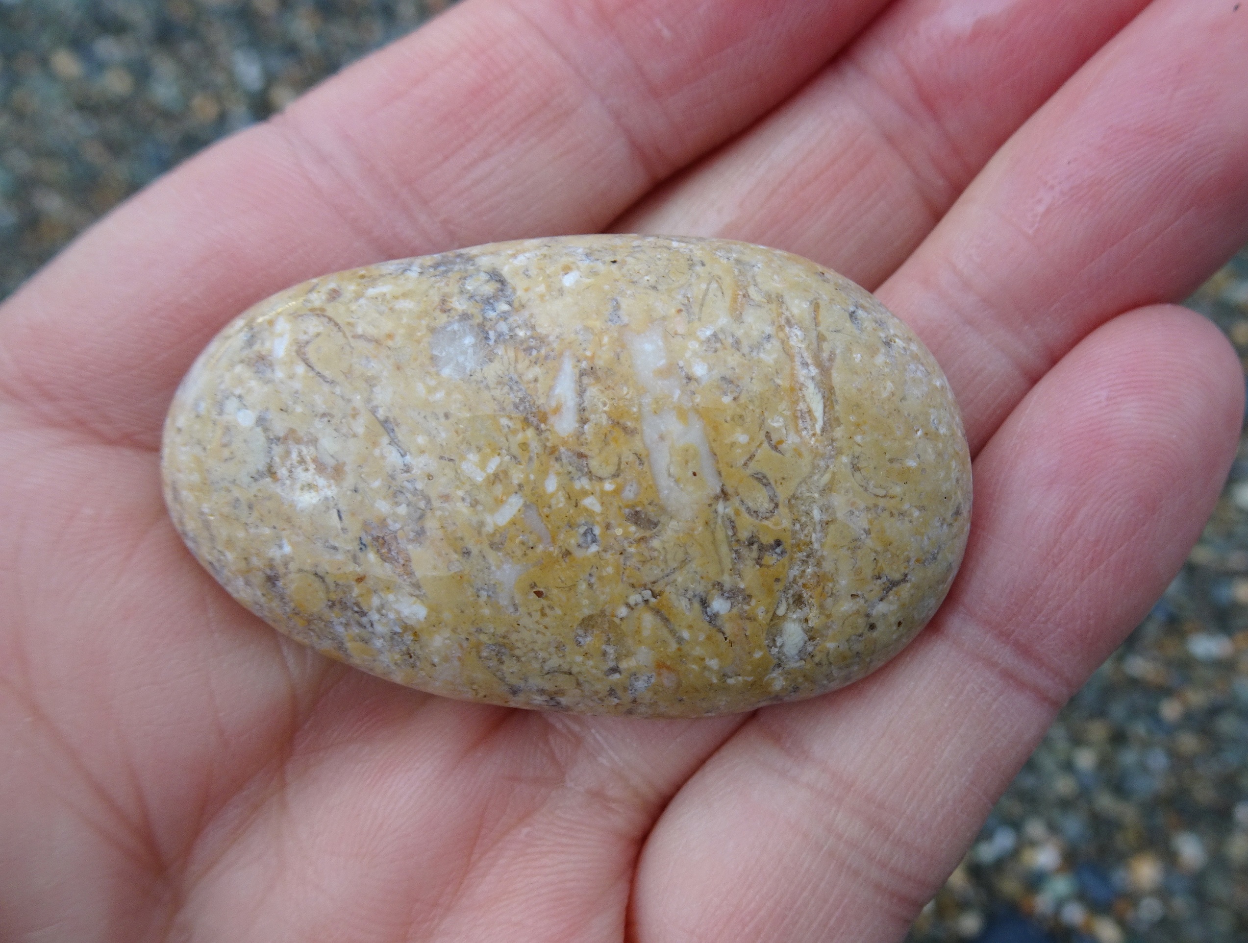 Fossil sea floor. These creamy-coloured stones often have tiny fossils in them.