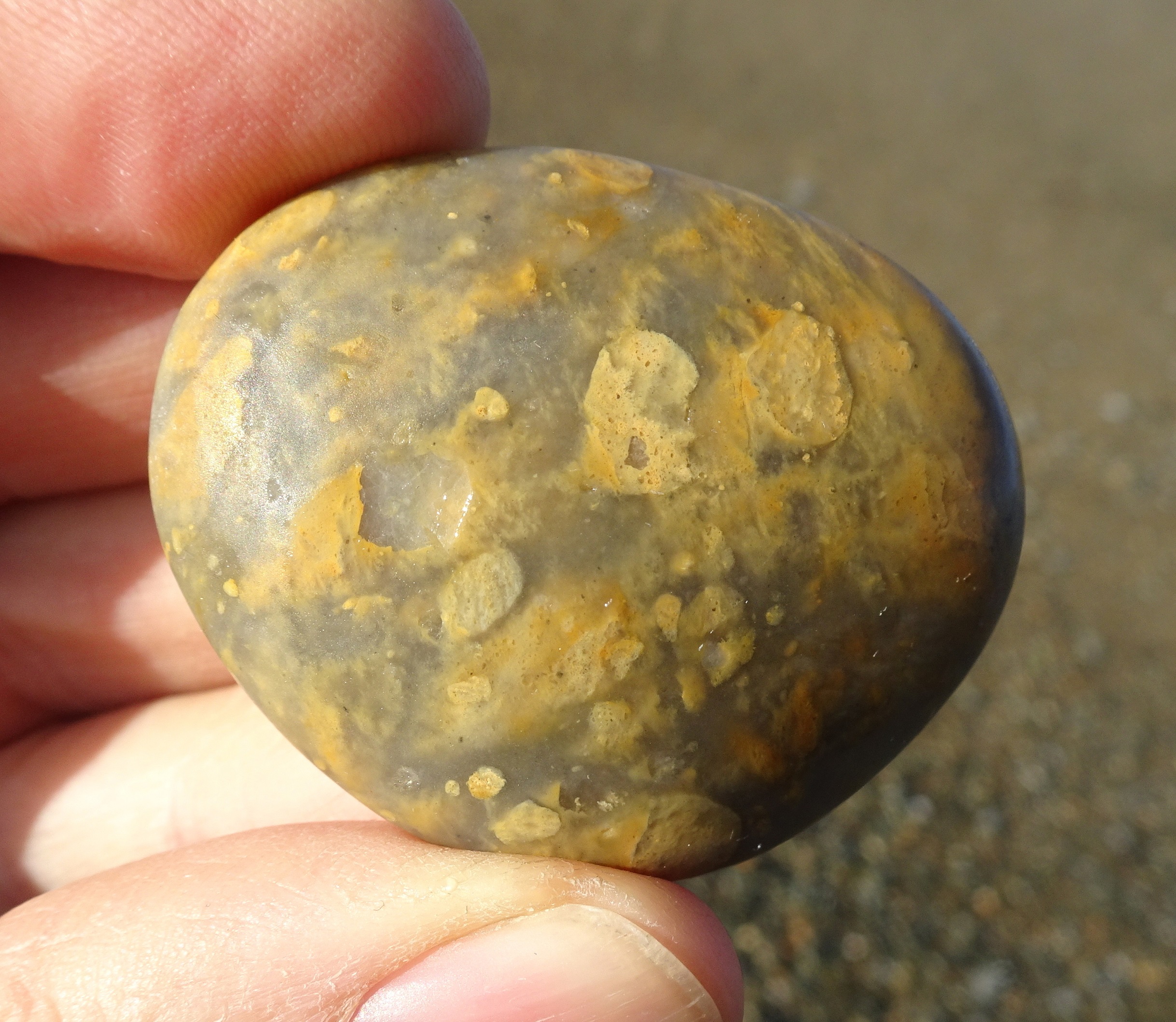 I could not leave behind this gorgeous small yellow quartzite. One of my top finds of the morning.