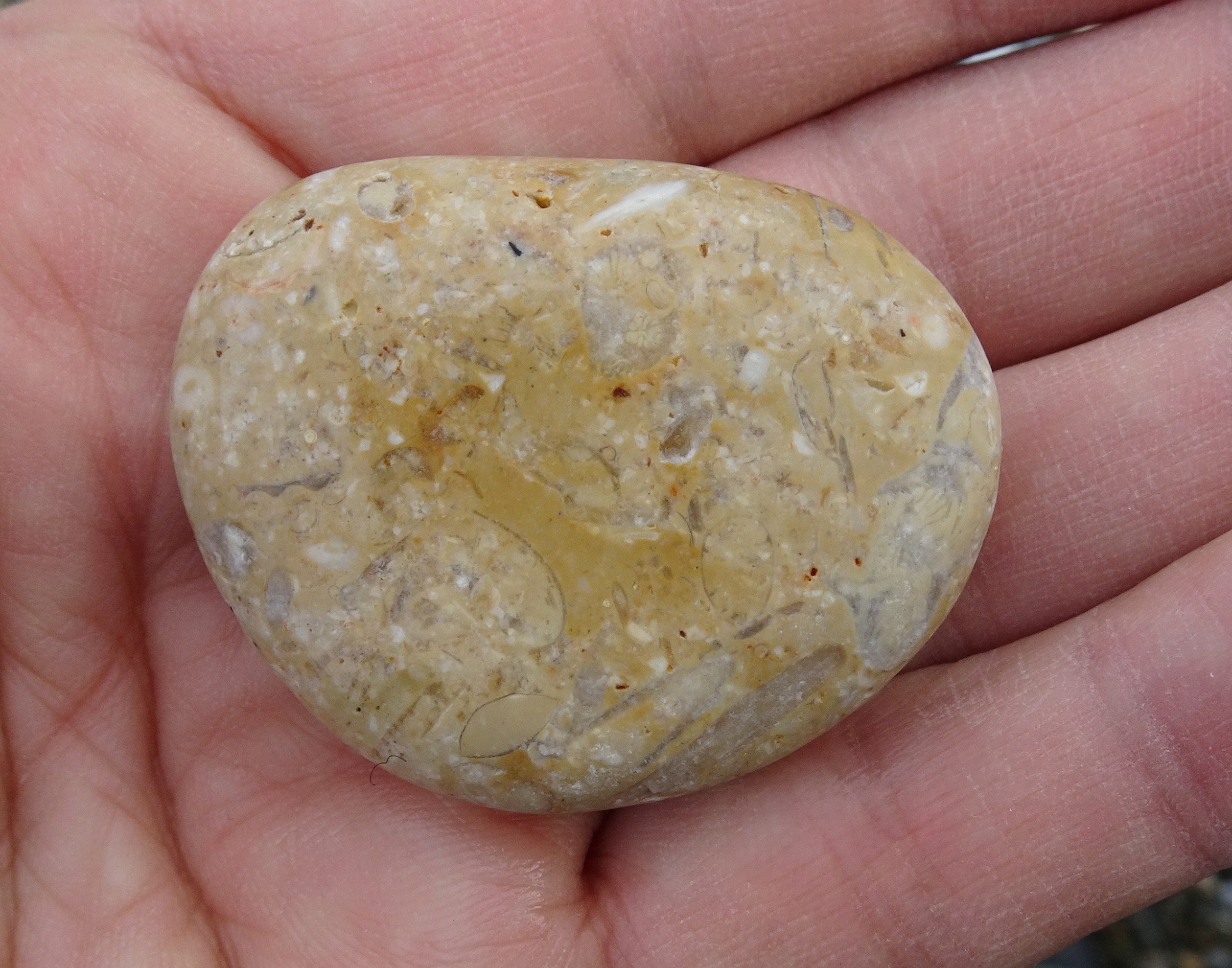 Another fossil sea floor stone.