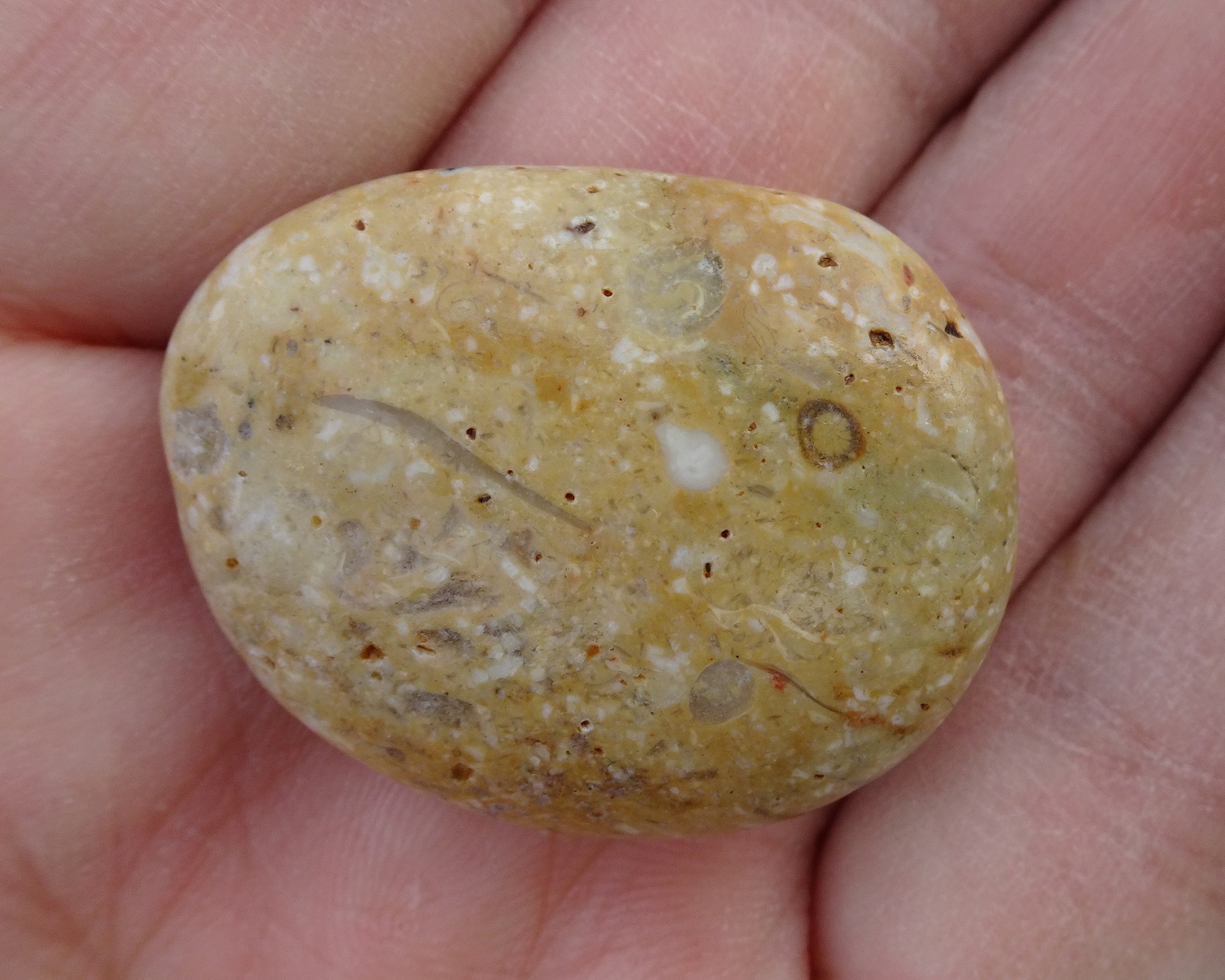 Fossil sea floor stone #3.