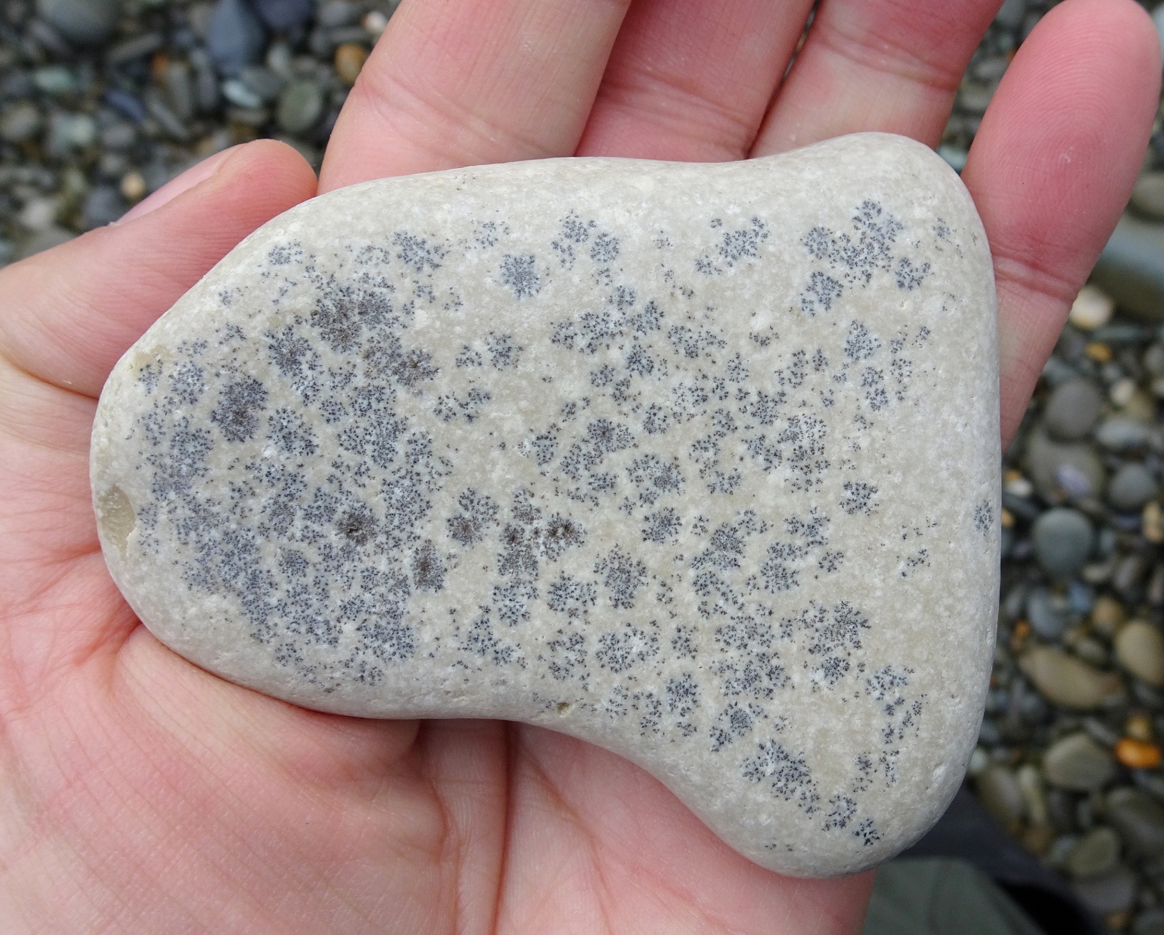 I think this is also fossil sea floor, but dendritic (small mineral growths in it)