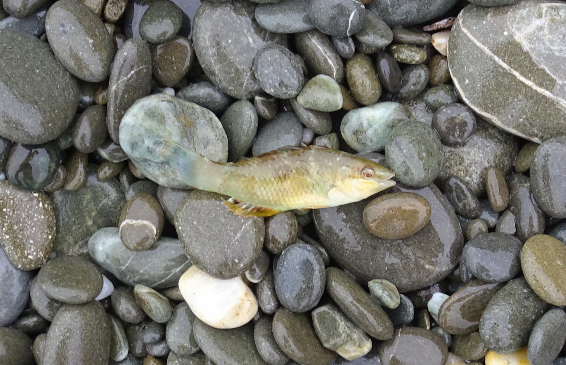 The tiny fish I returned to the sea.