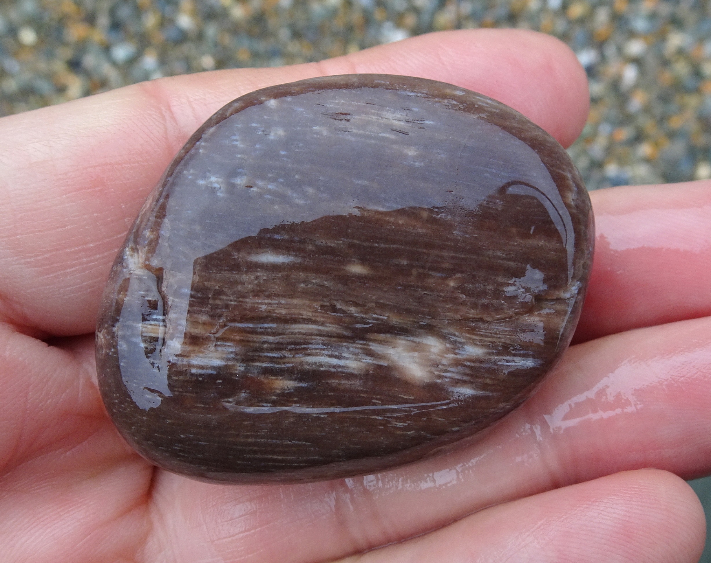 Possibly petrified wood - wet.