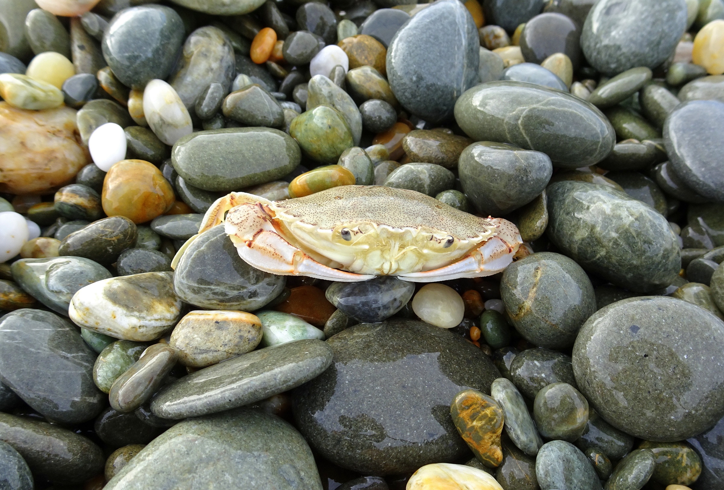 Found this little guy just washed up by a wave.
