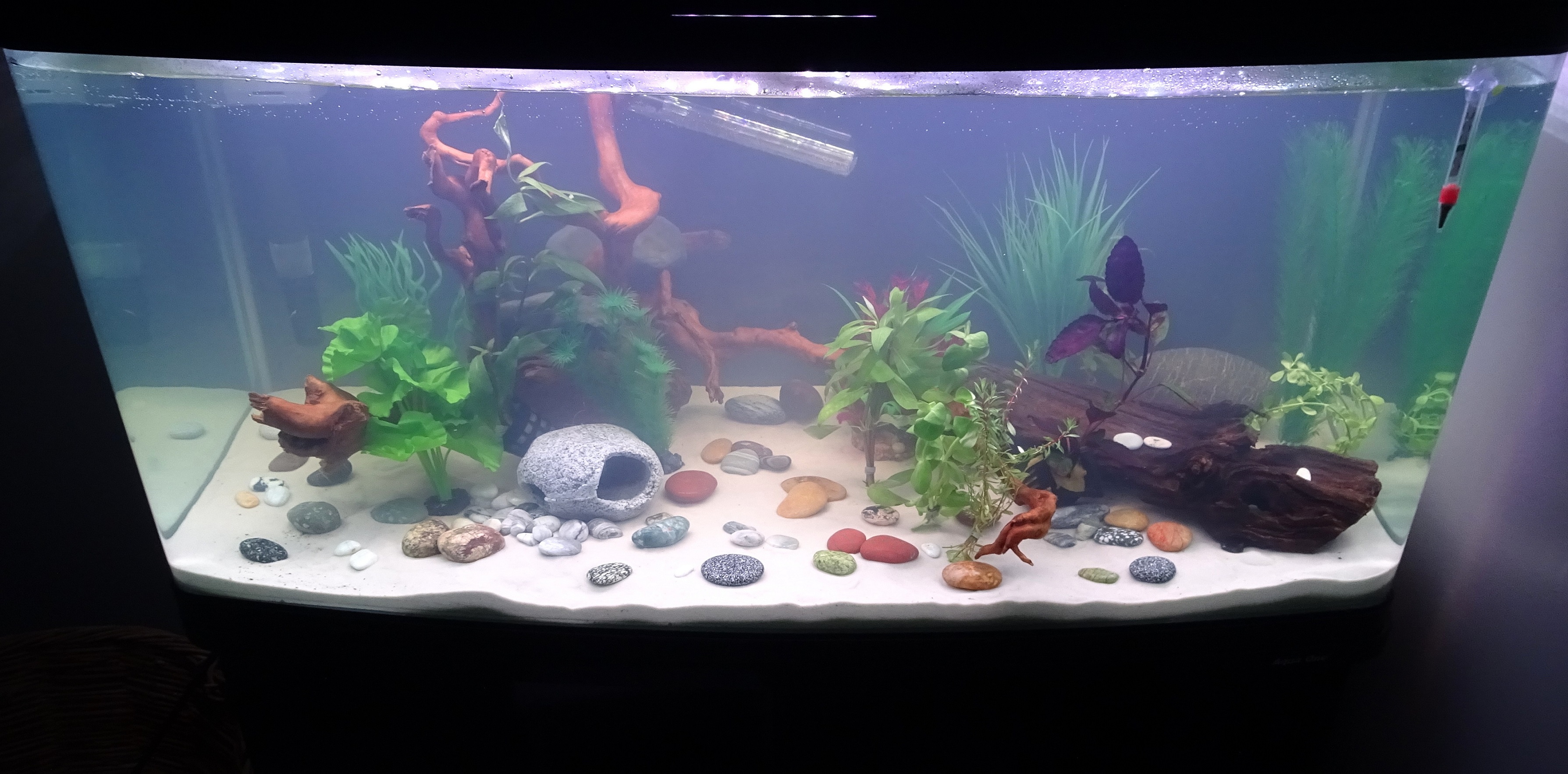 The new aquarium being prepared for the fish. The Kakanui stone is at lower left - circled in next photo.