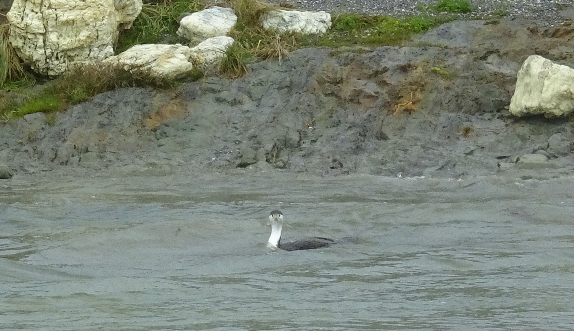 I was spotted by a shag.