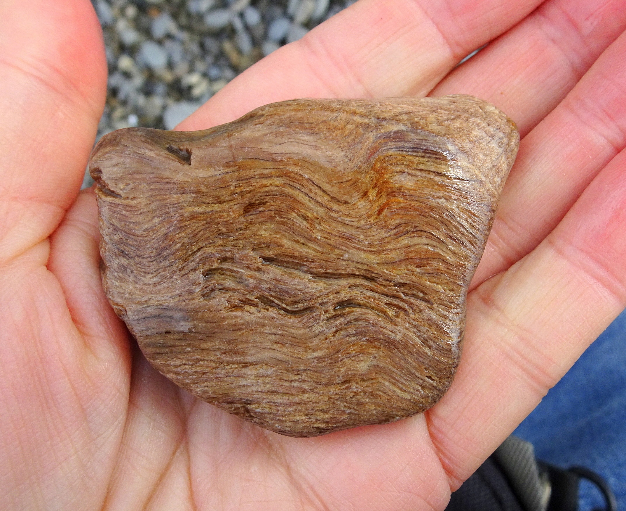 L is for Leithfield Beach Petrified Wood