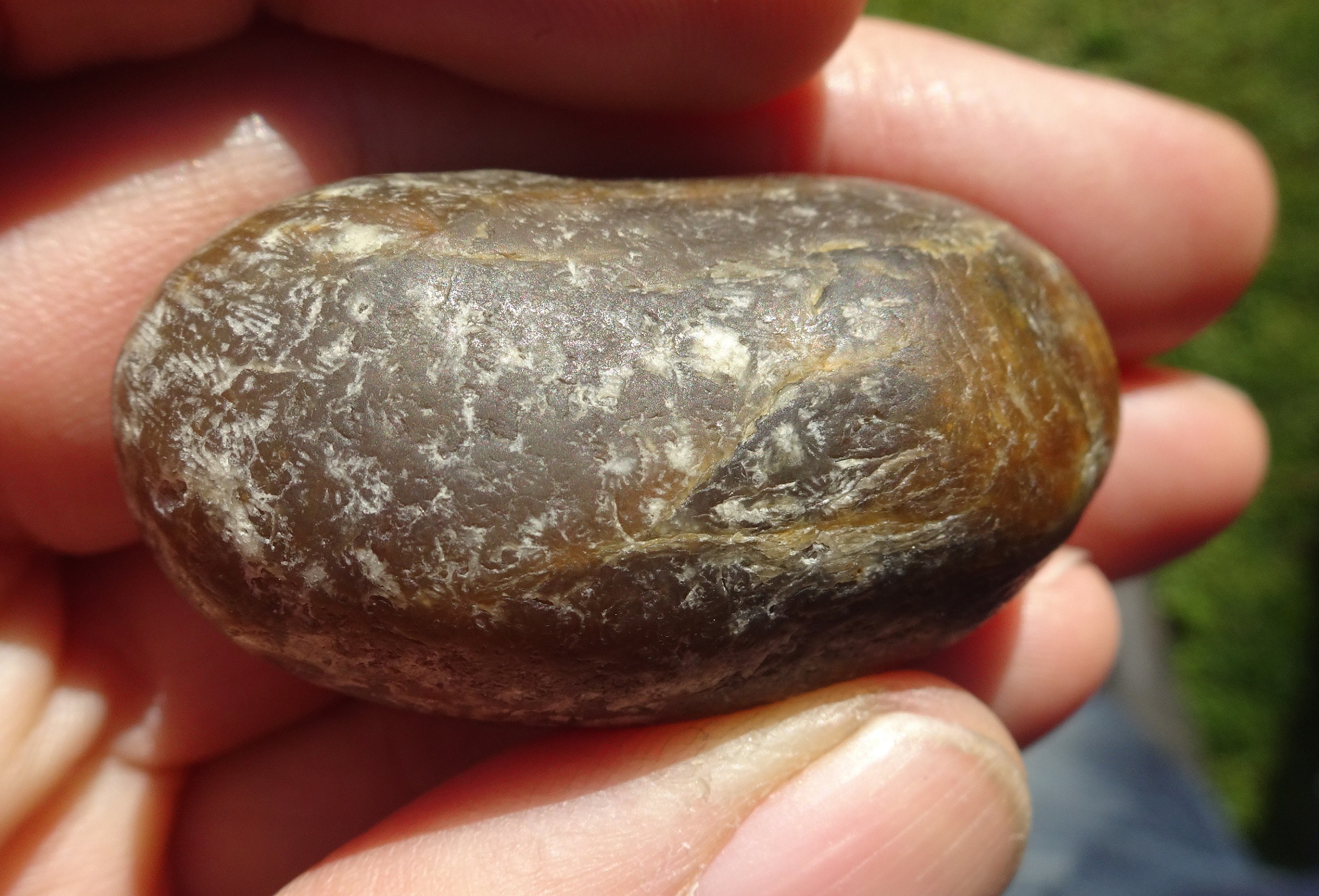 Oliver's fossil coral, before tumbling.