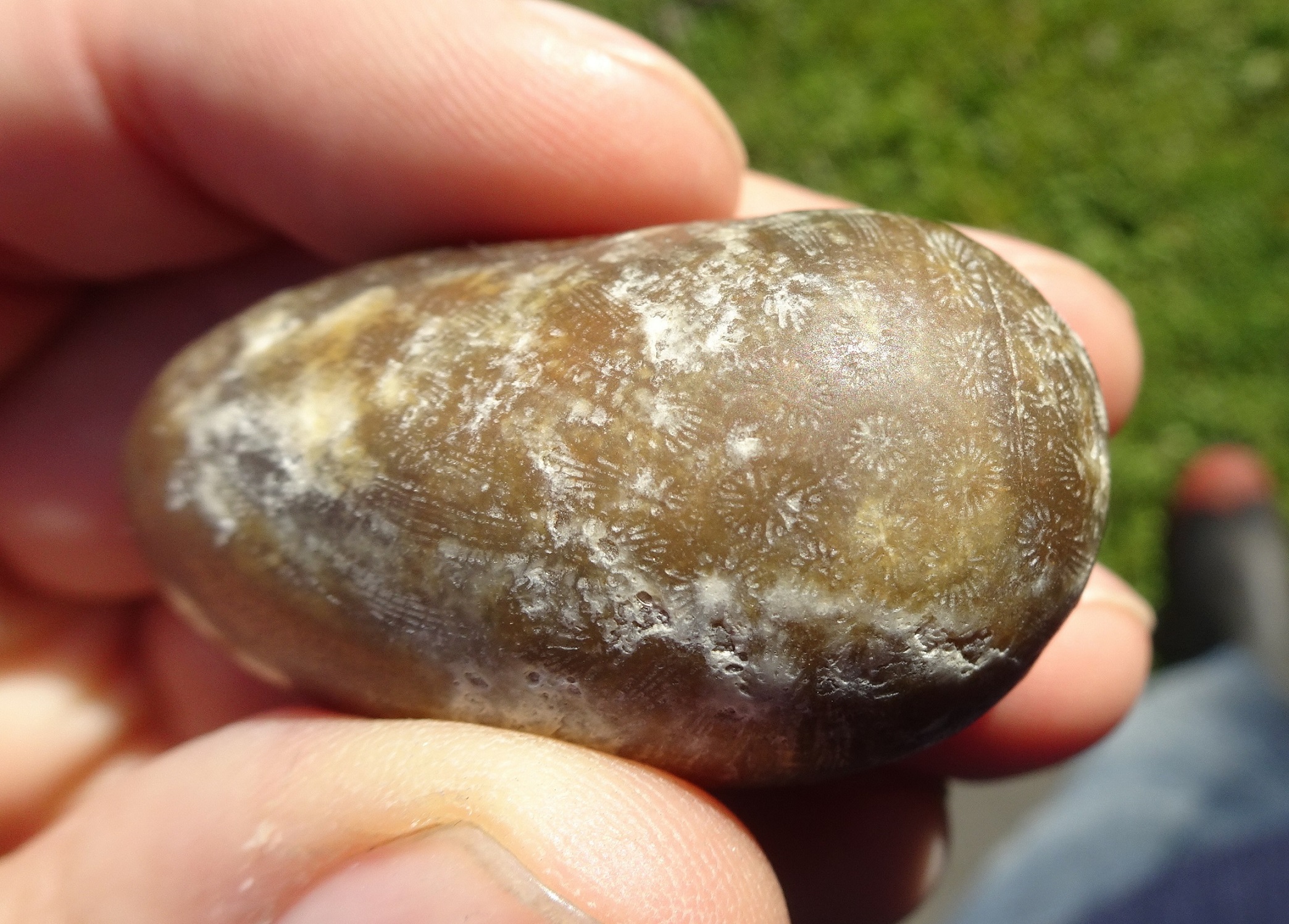 Oliver's fossil coral, before tumbling.