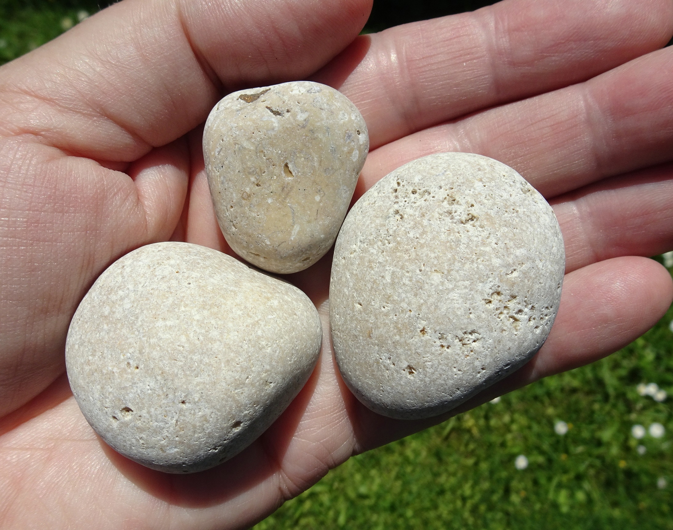Examples of "rough" fossil sea floor stones from Kakanui, as found.