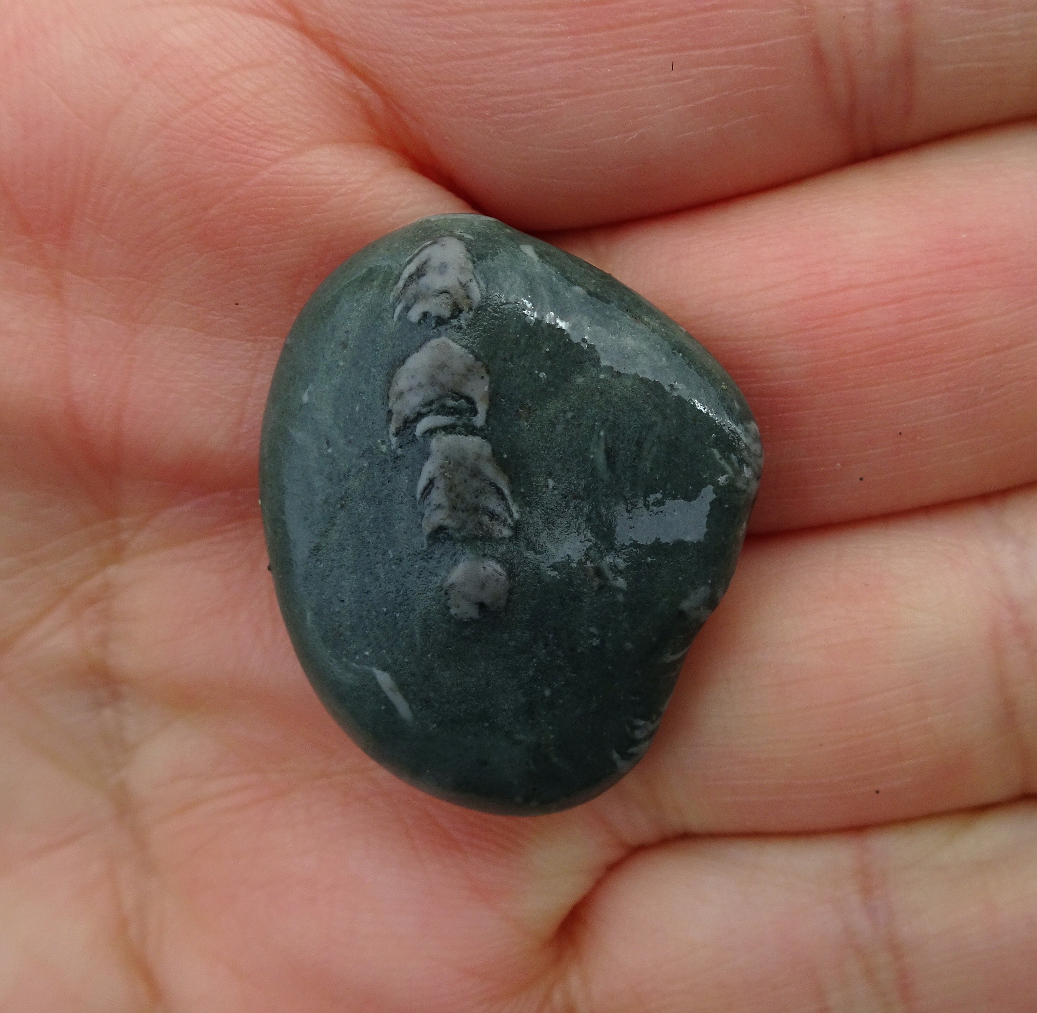 "Unusual" because of the raised trace fossil. The trace is more resistant to eroding by the sea and sand, due to being of a harder material than the rest of the stone.