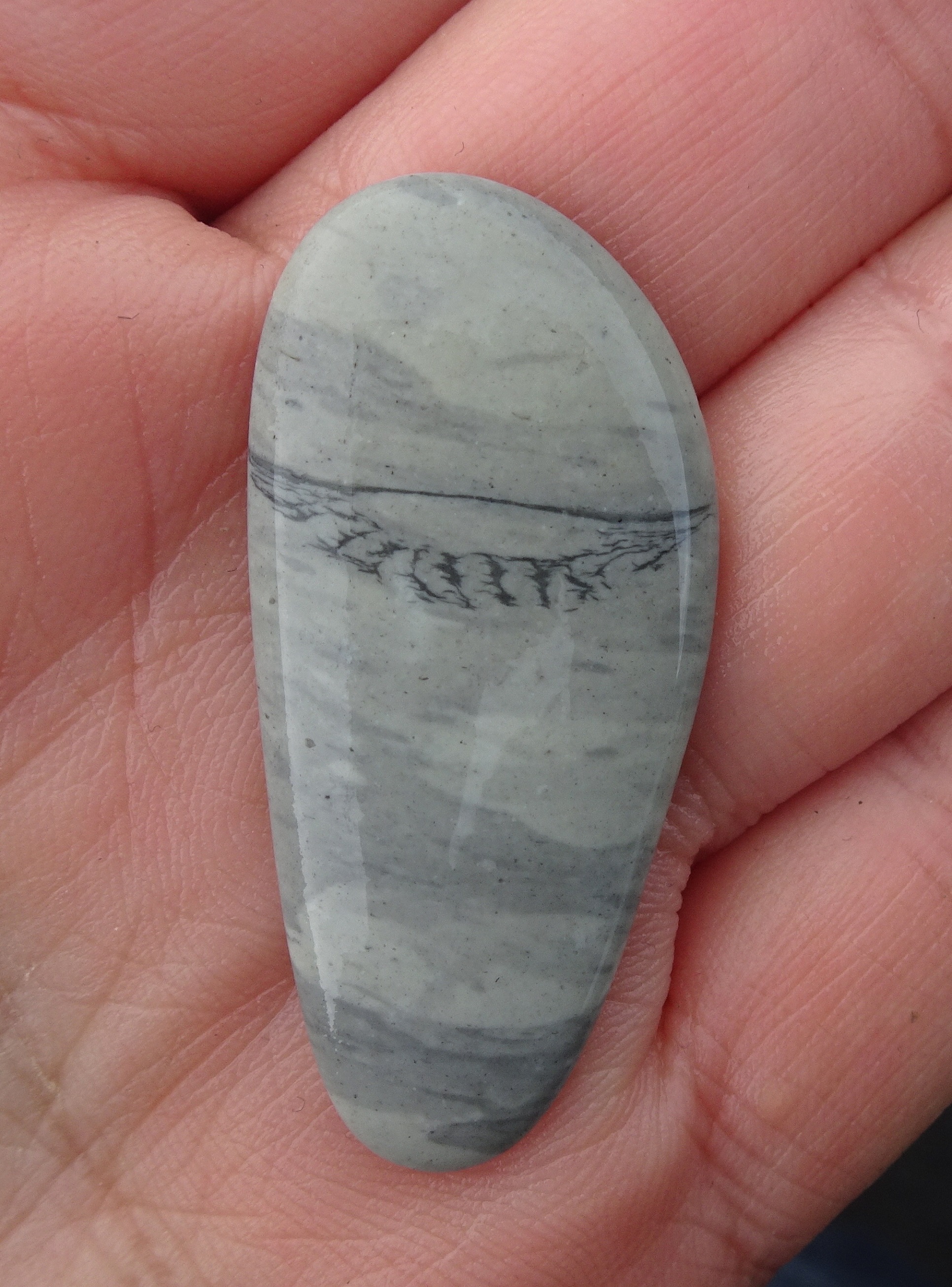 Zoophycos stone from Ward Beach.