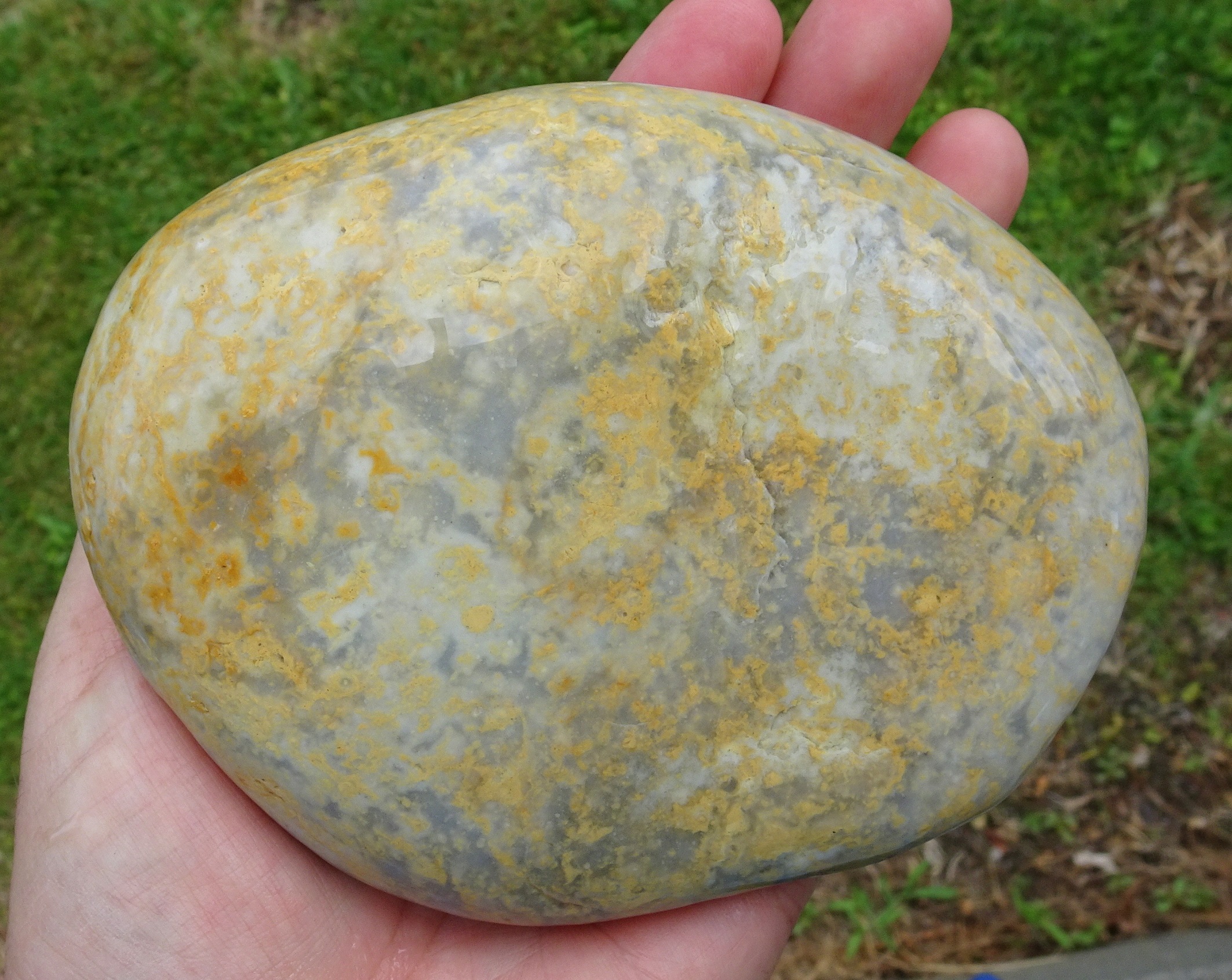 Same Kakanui quartzite, 13 cm long, wet..