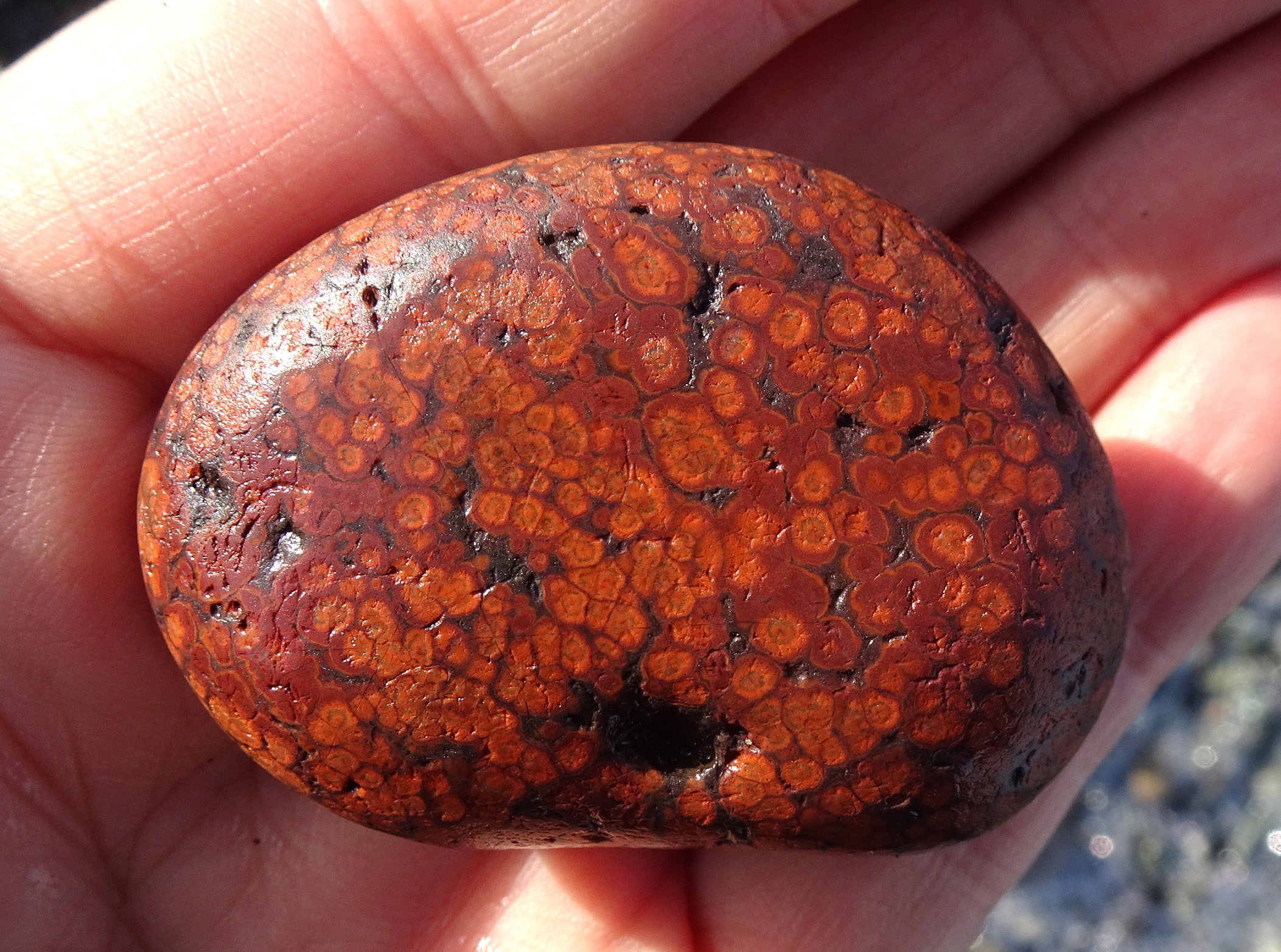 Probably an orbicular jasper.