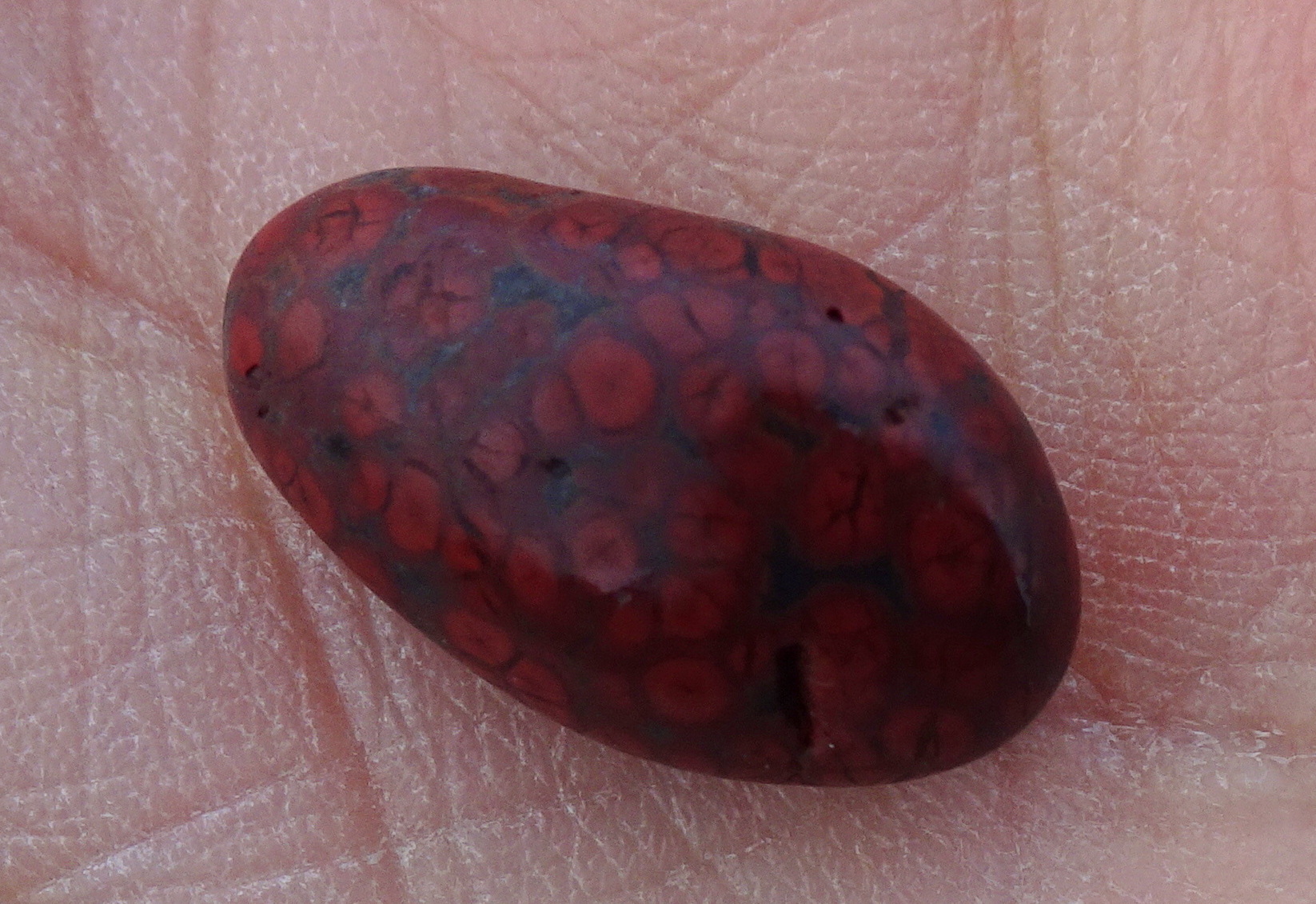 Tiny orbicular jasper found early on in my fossick.