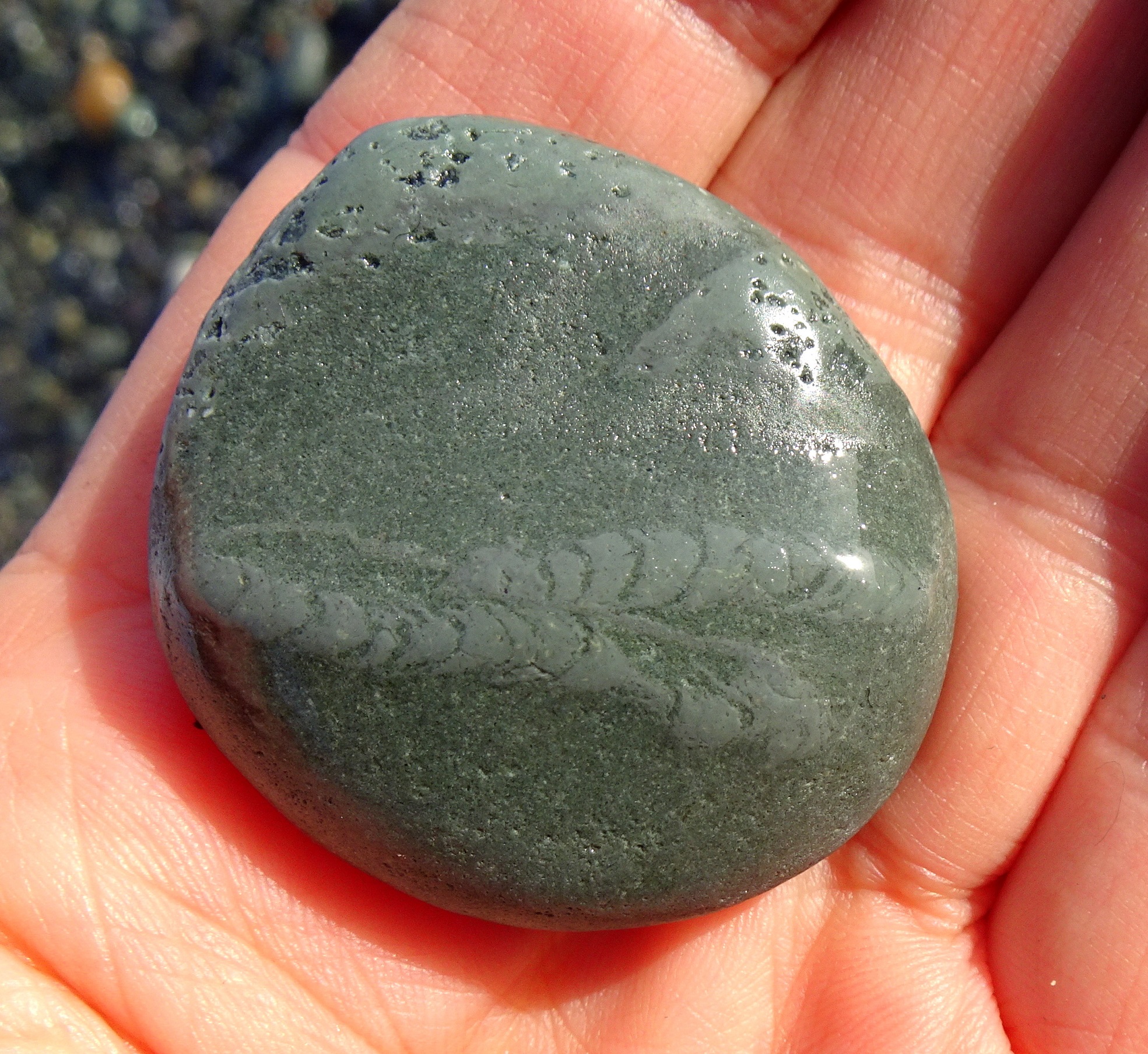 Trace fossil in argillite.