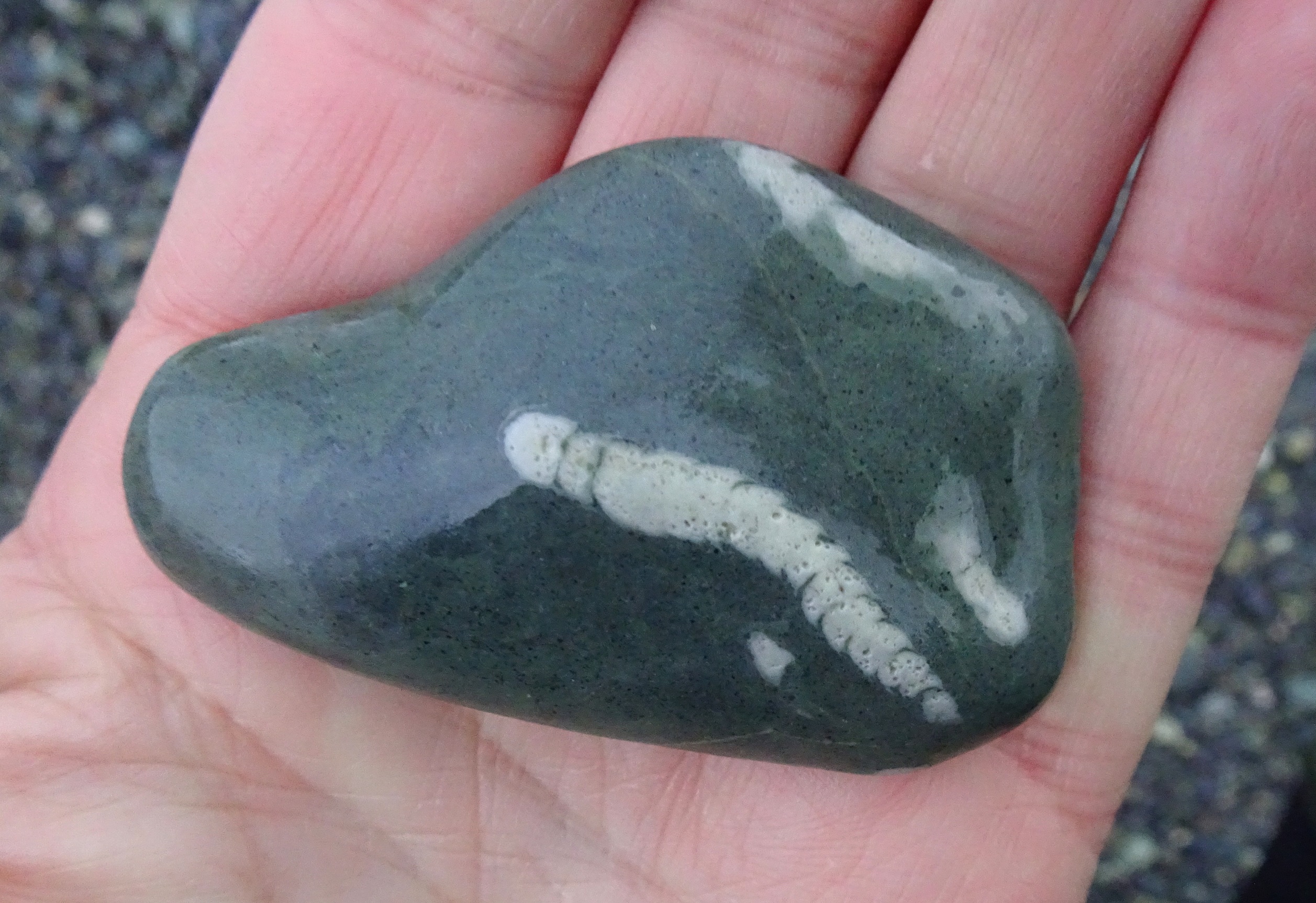 A trace fossil stone found late in the fossick.