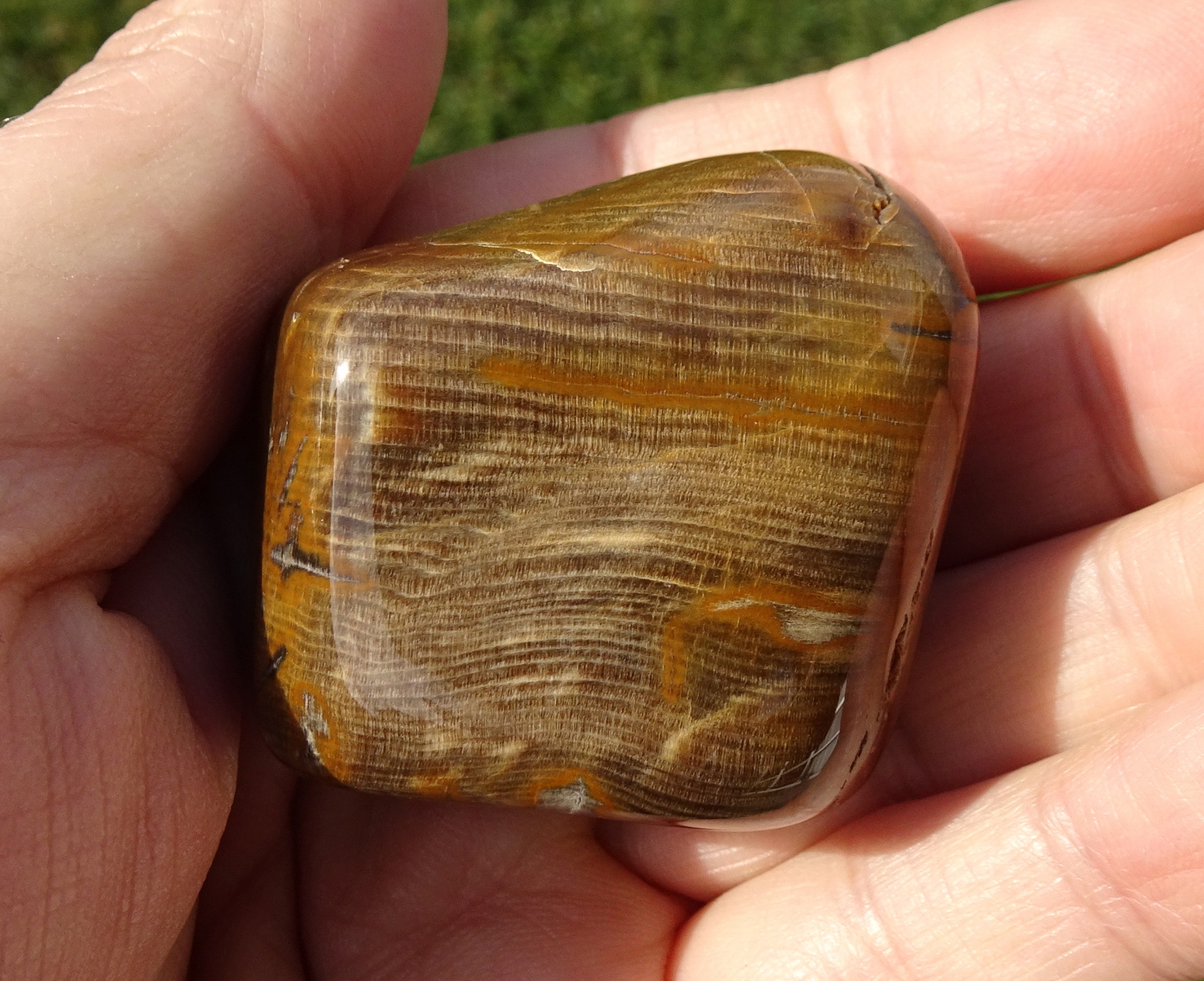 Stone 6, a nice piece of Slope Point petrified wood, polished.