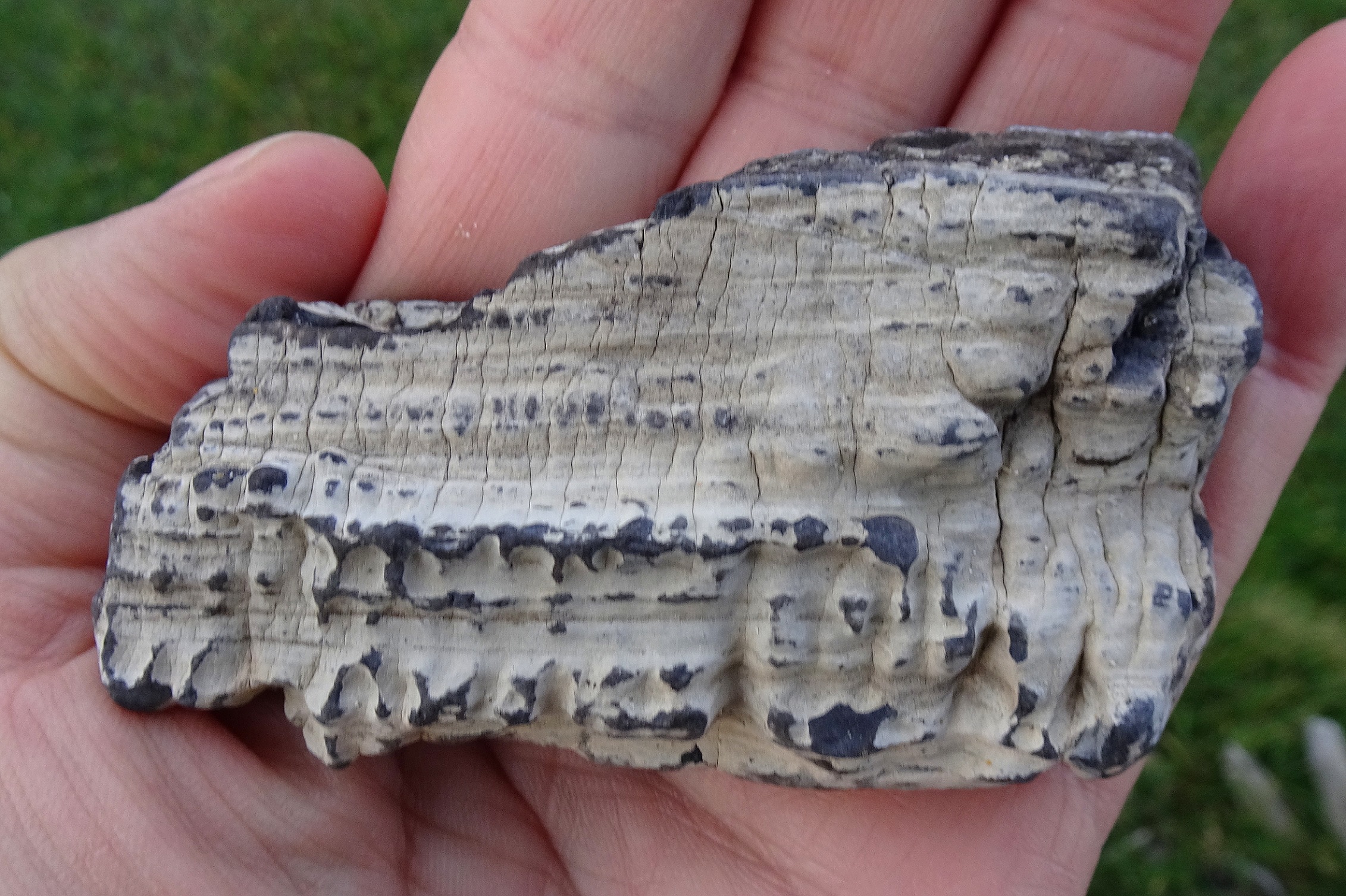 Petrified wood, dry.