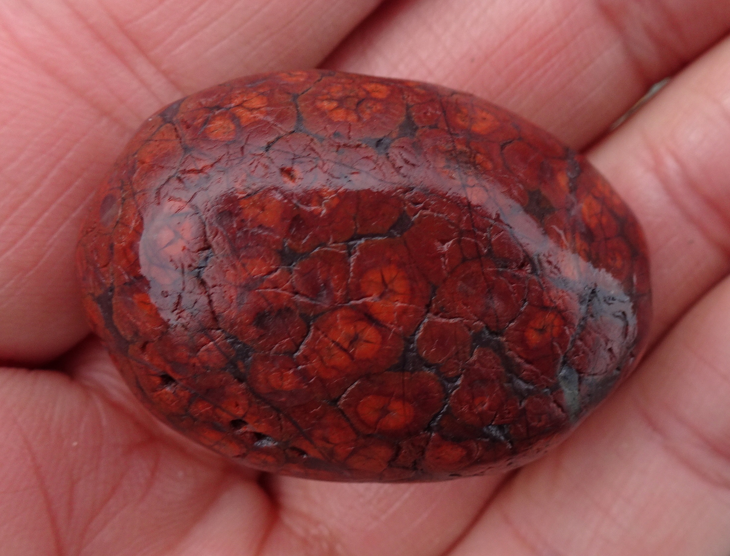 Small orbicular jasper.