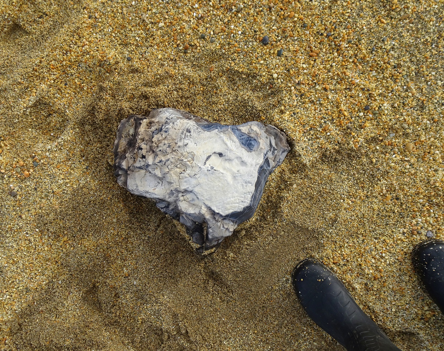 The large piece of petrified wood found by Oliver.