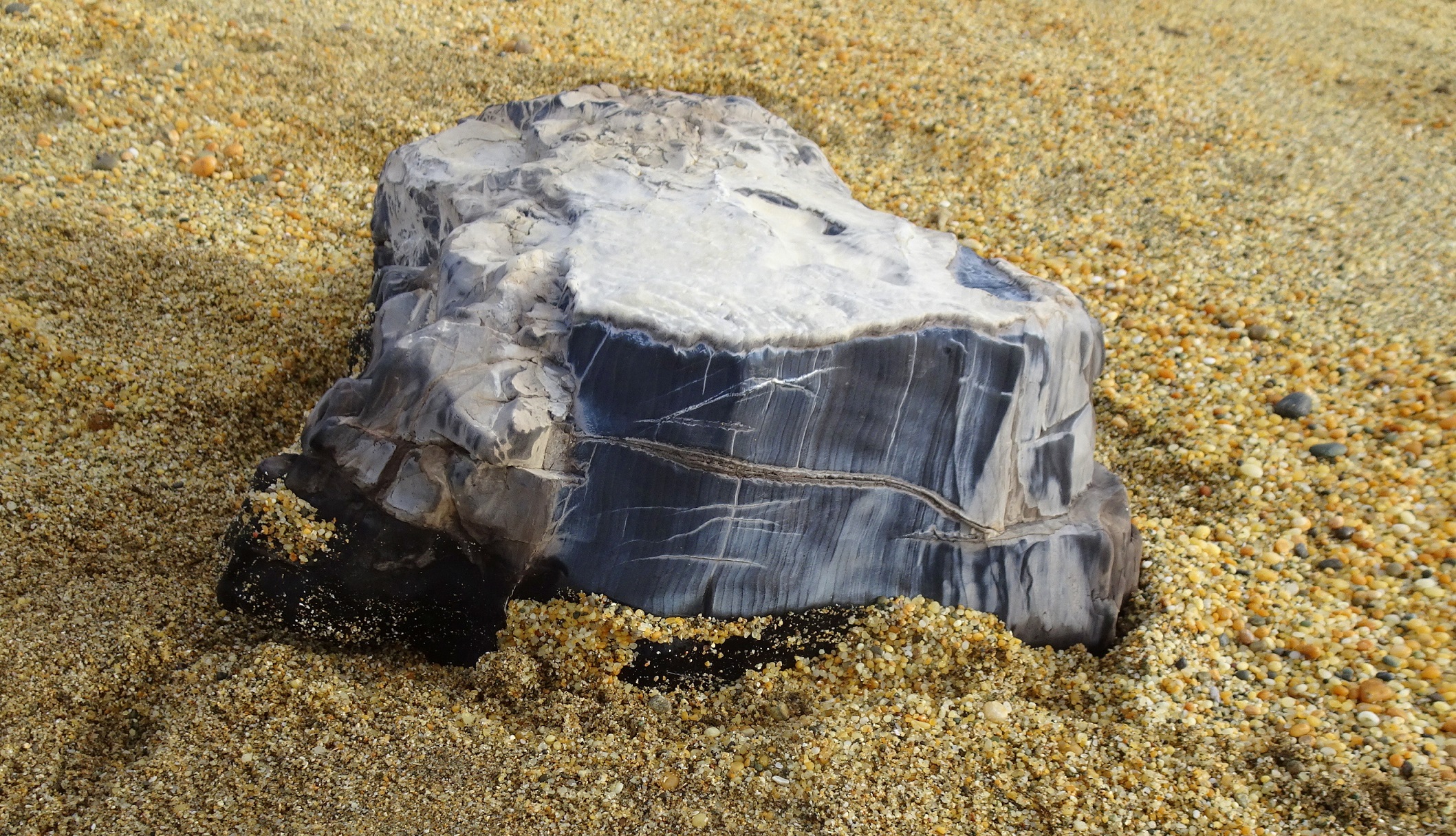 The side of the petrified wood.