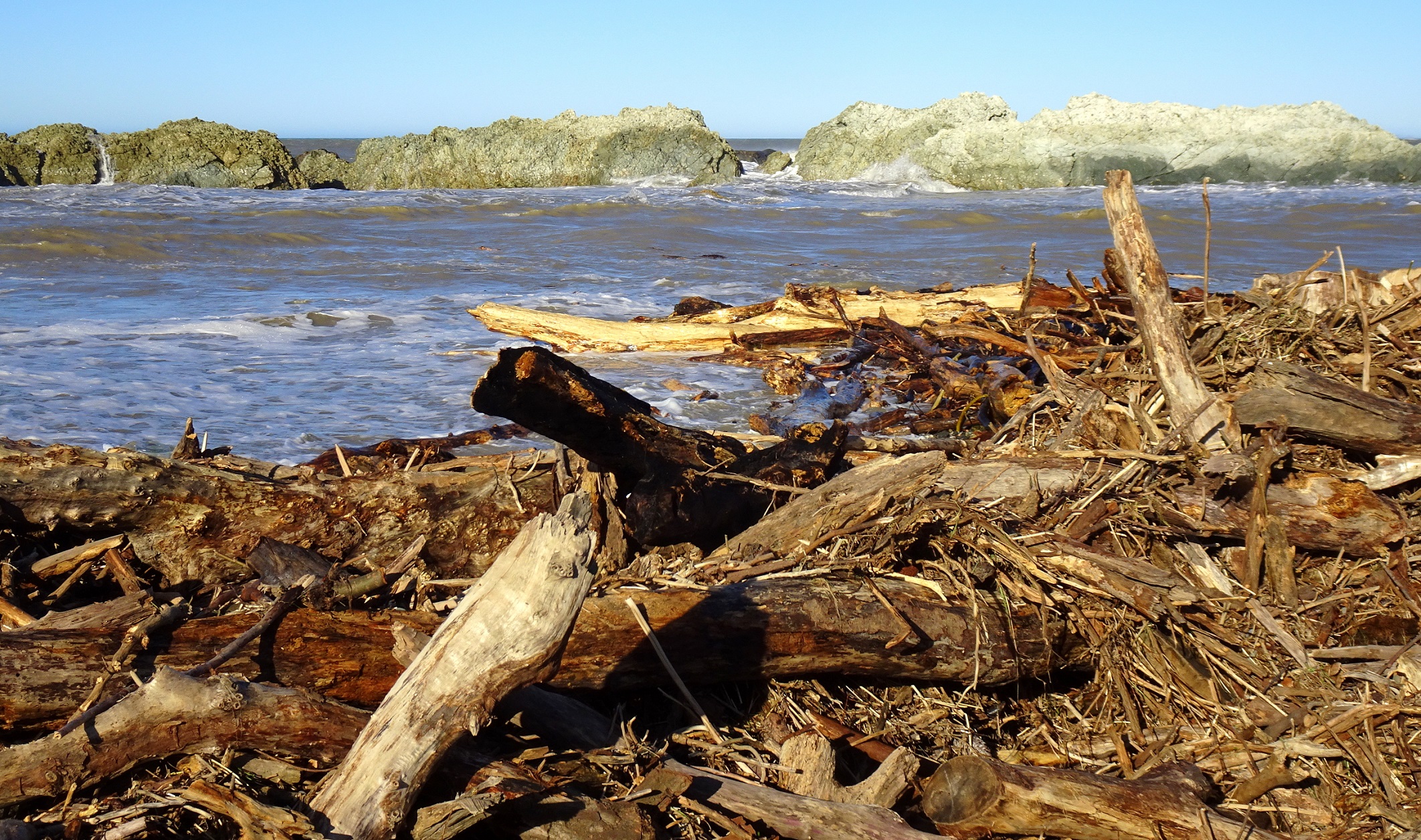 Logs near the mouth of the Falxbourne River.