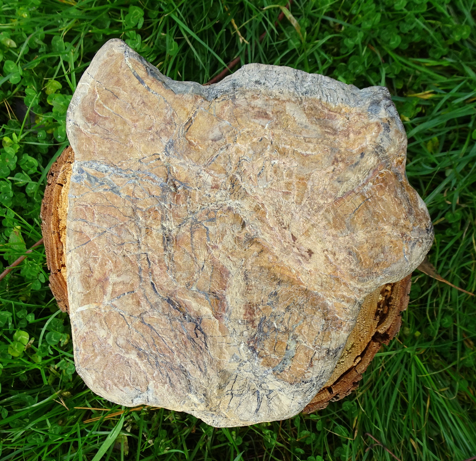 The bottom of the piece of petrified wood.