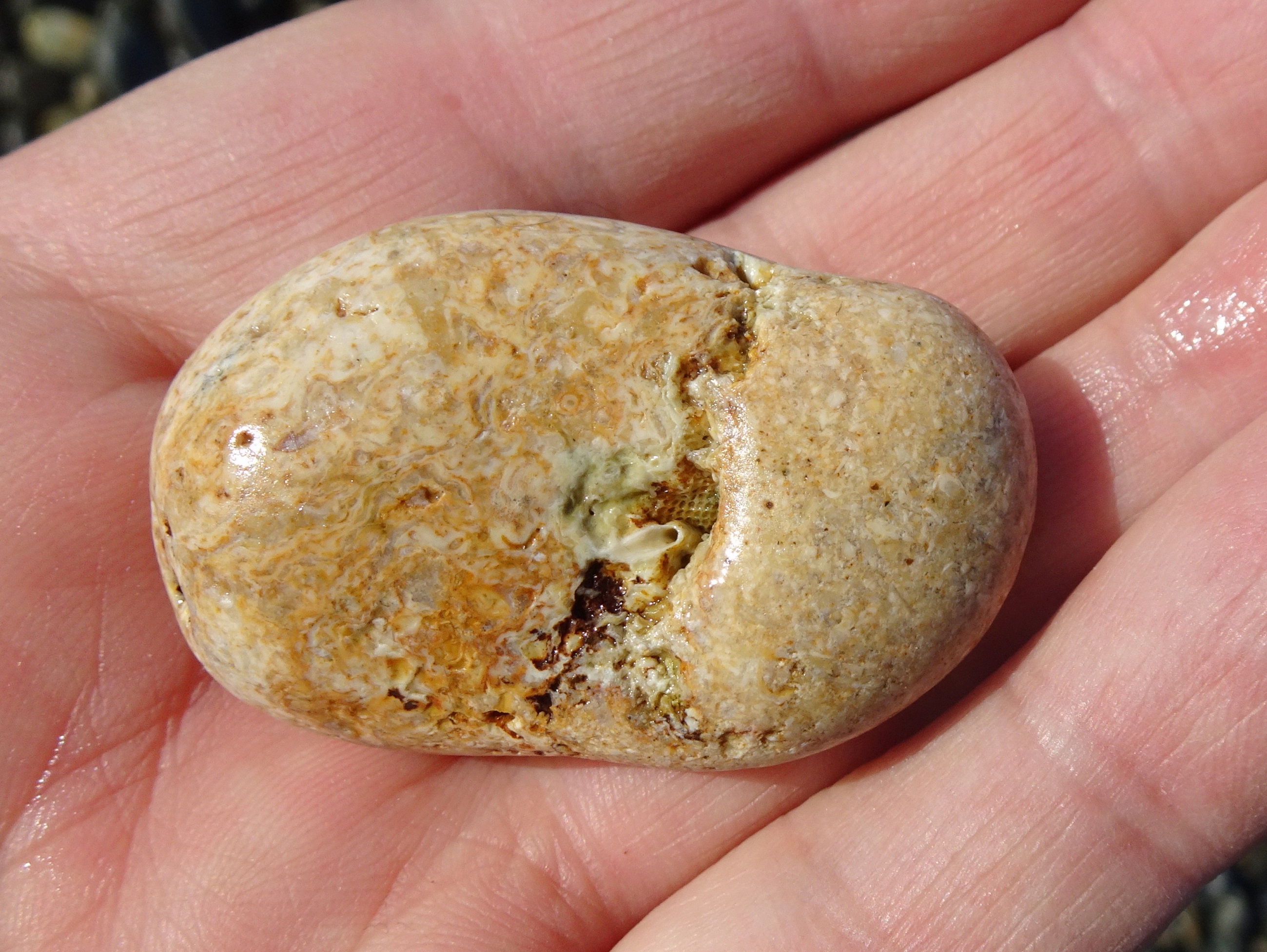 This small stones also has fossils in it.