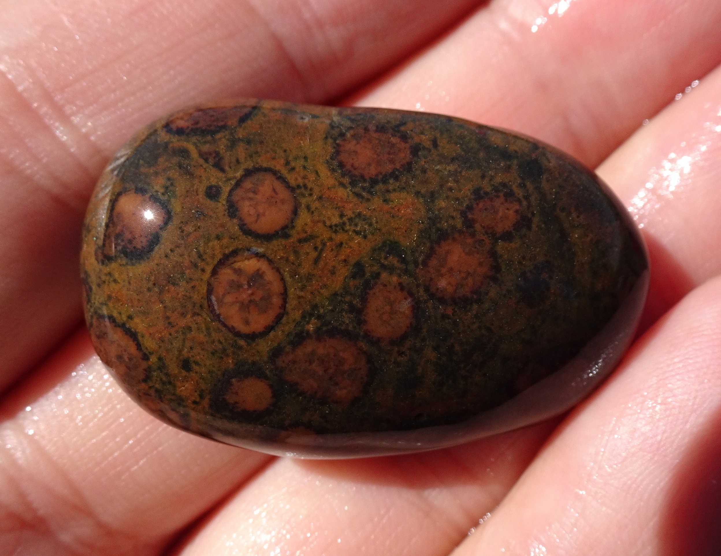 Orbicular rhyolite.