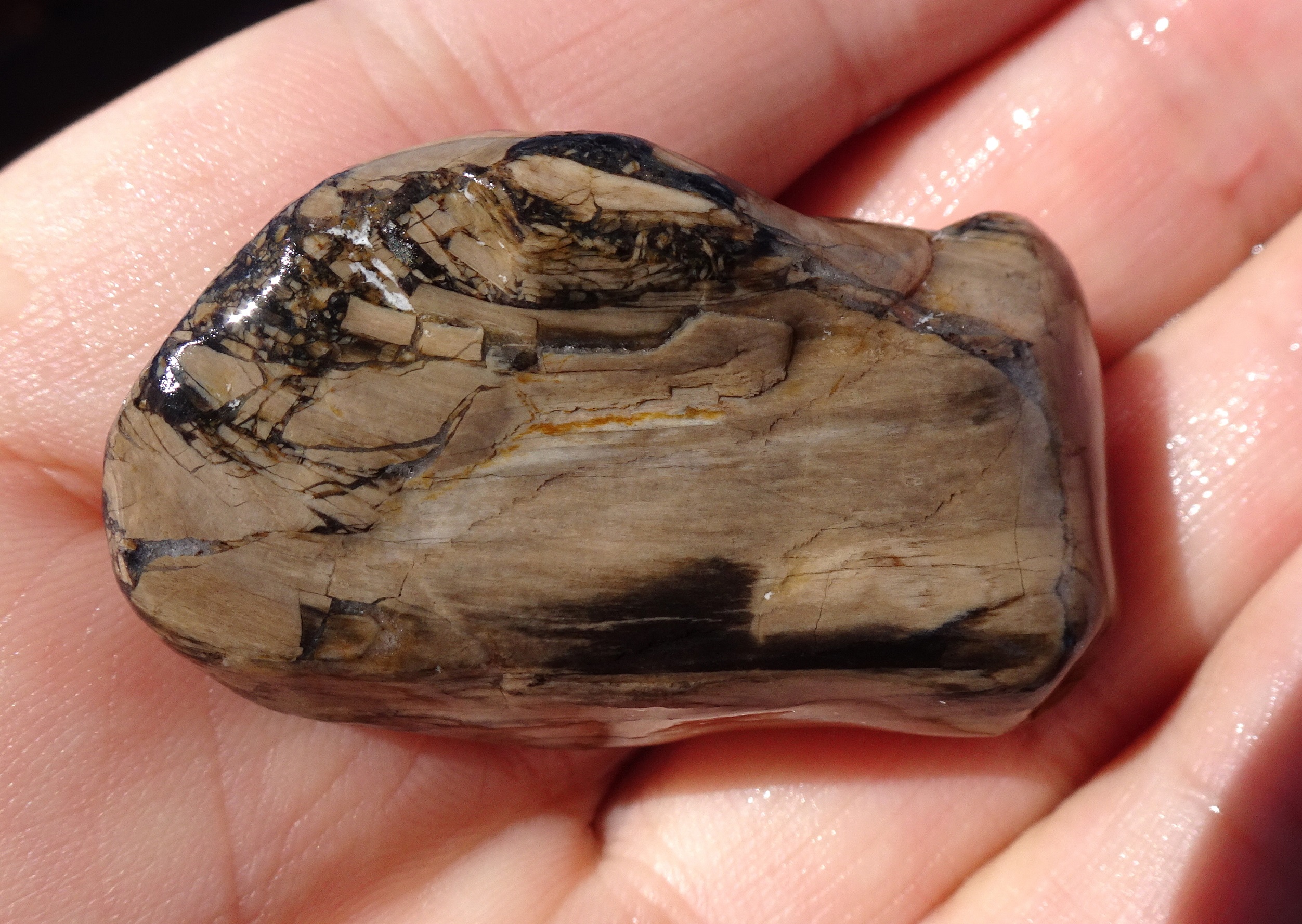 Slope Point petrified wood stone.