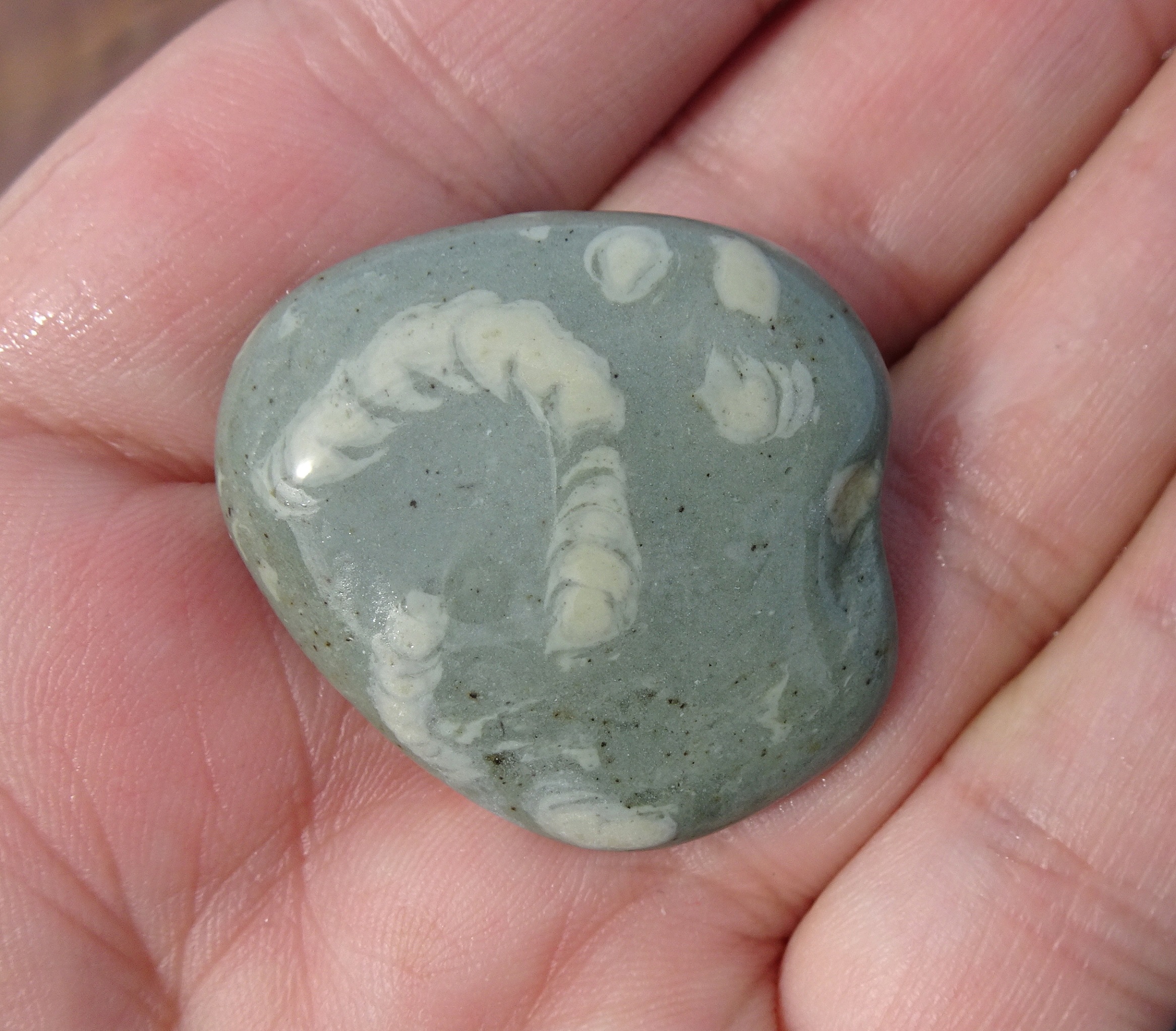 Trace fossil in argillite.