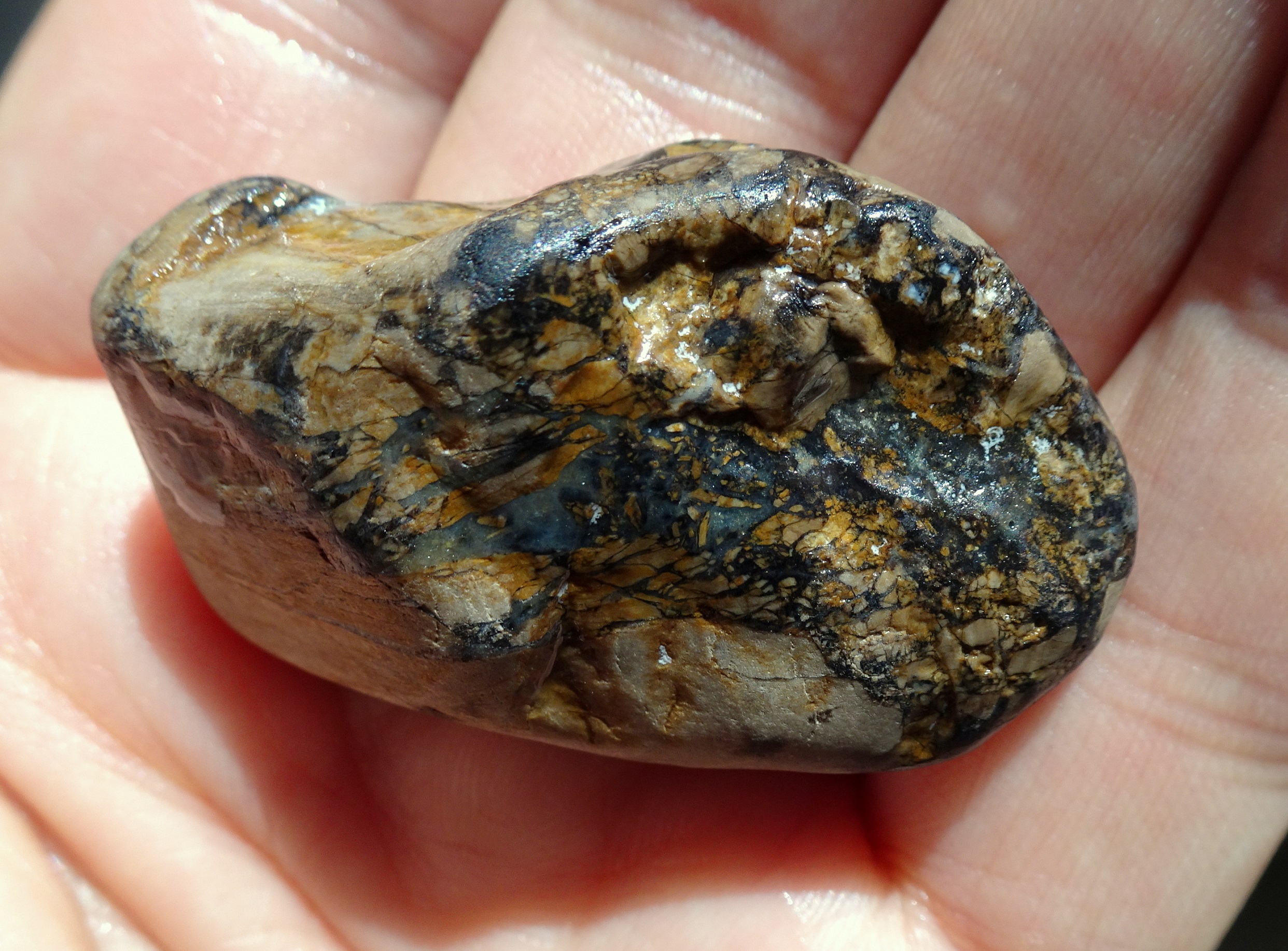 Another side of the petrified wood.