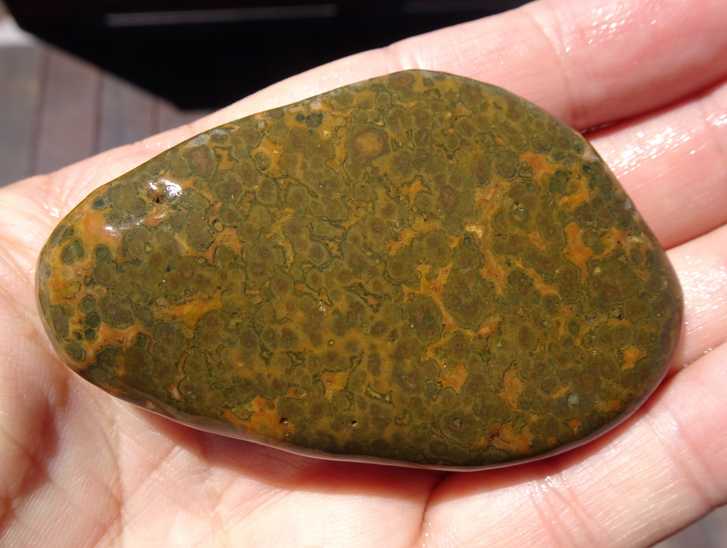 Orbicular rhyolite.