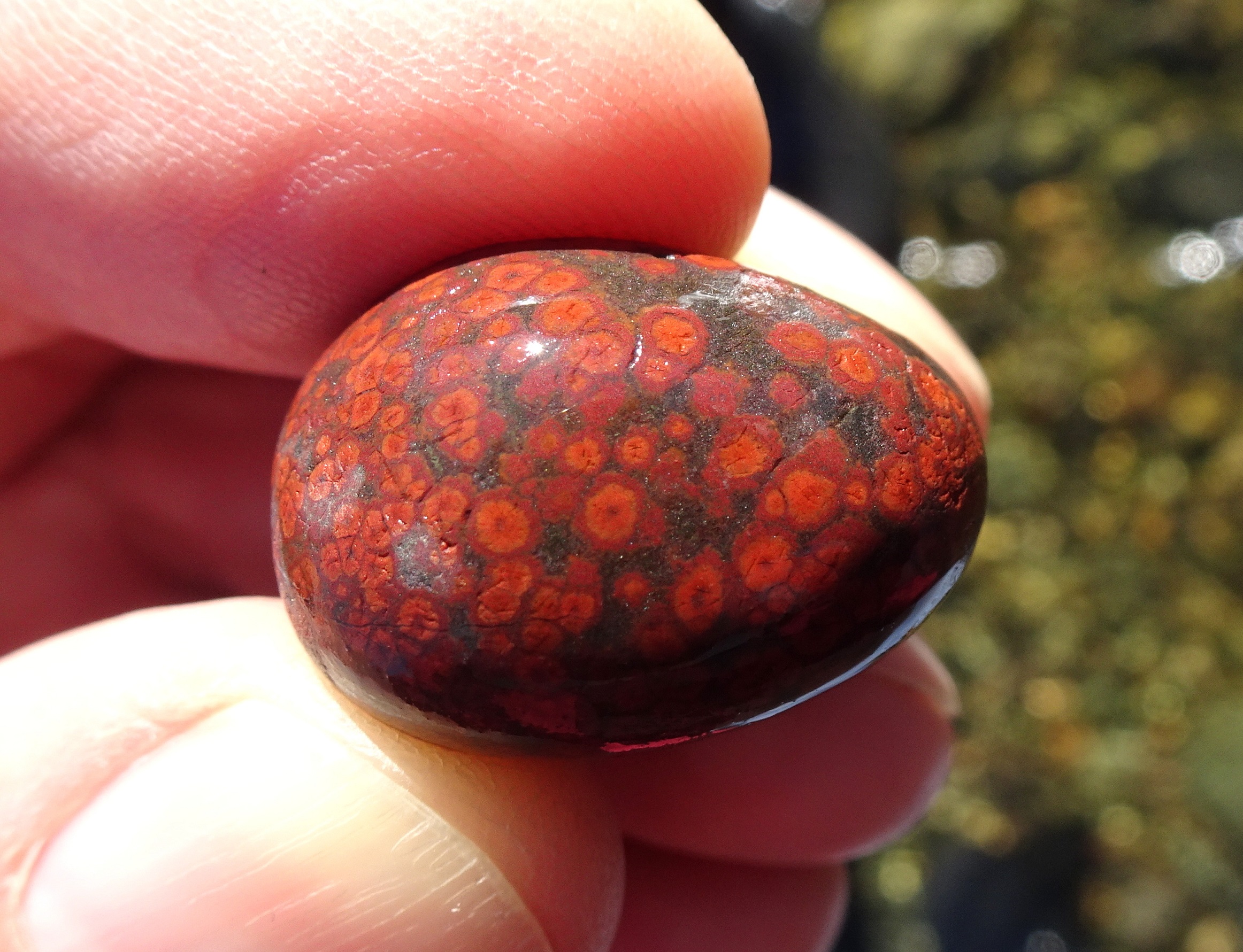 Chrissy's poppy jasper.