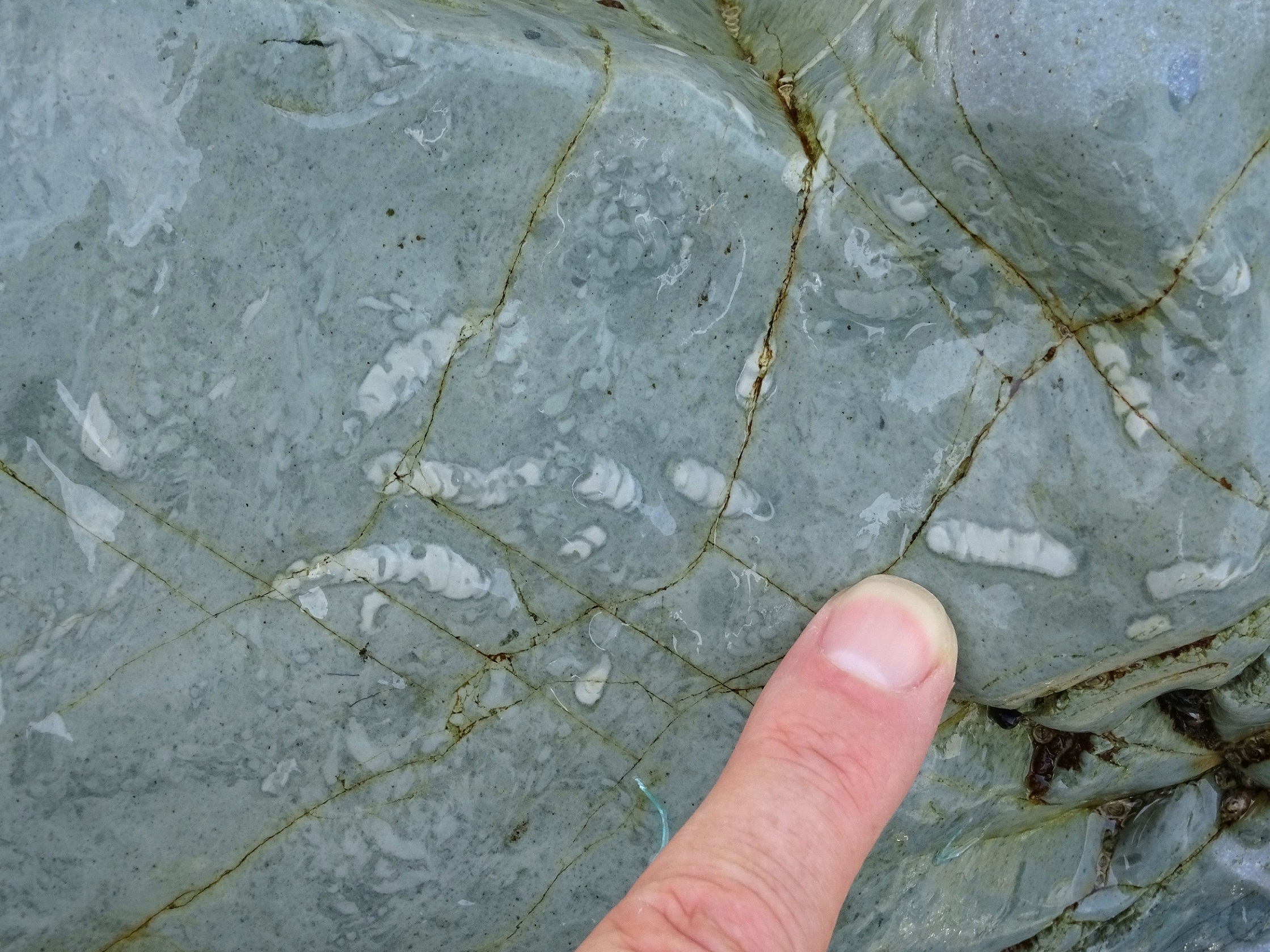 More trace fossils from nearby.