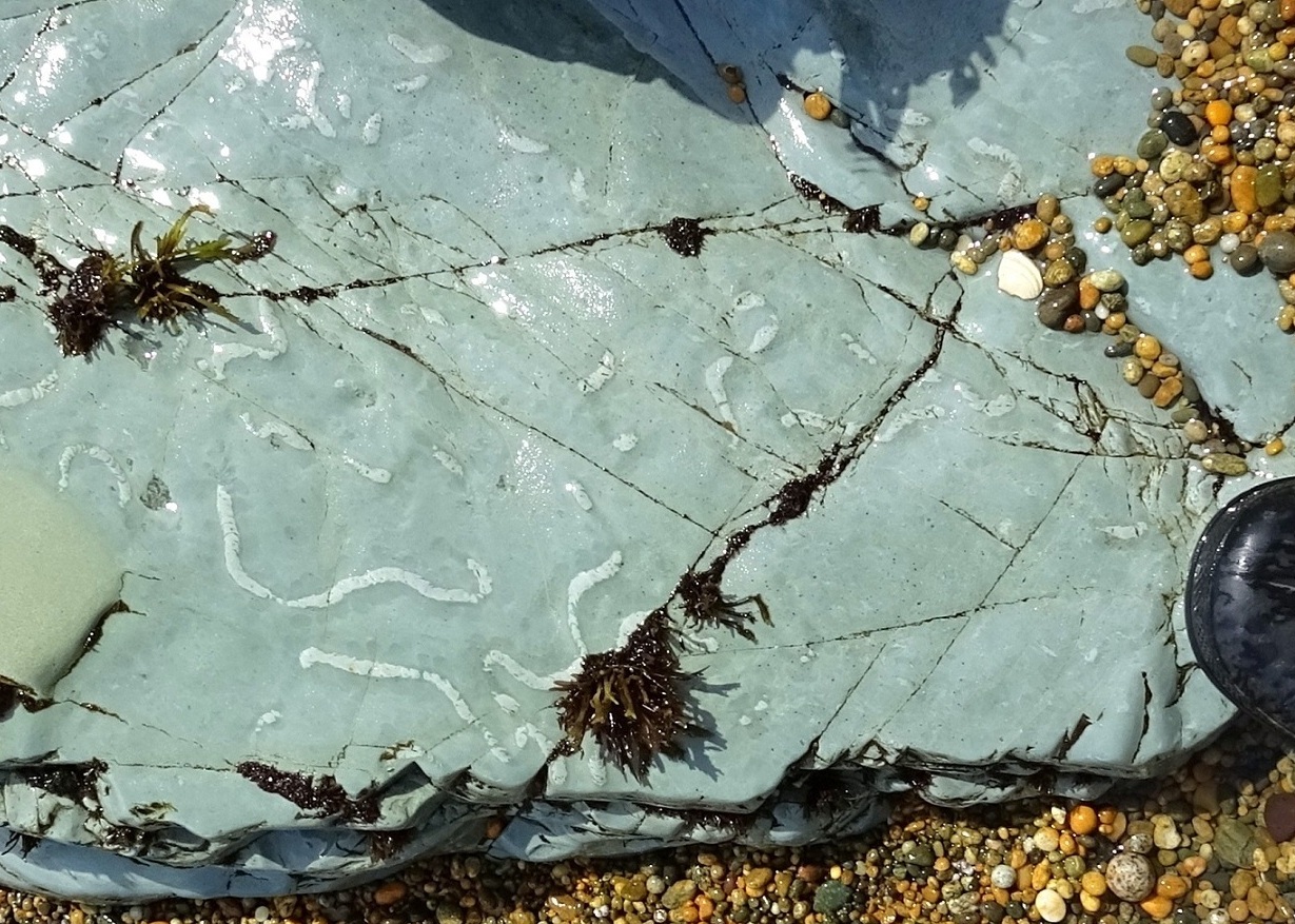 Trace fossils in the rock.