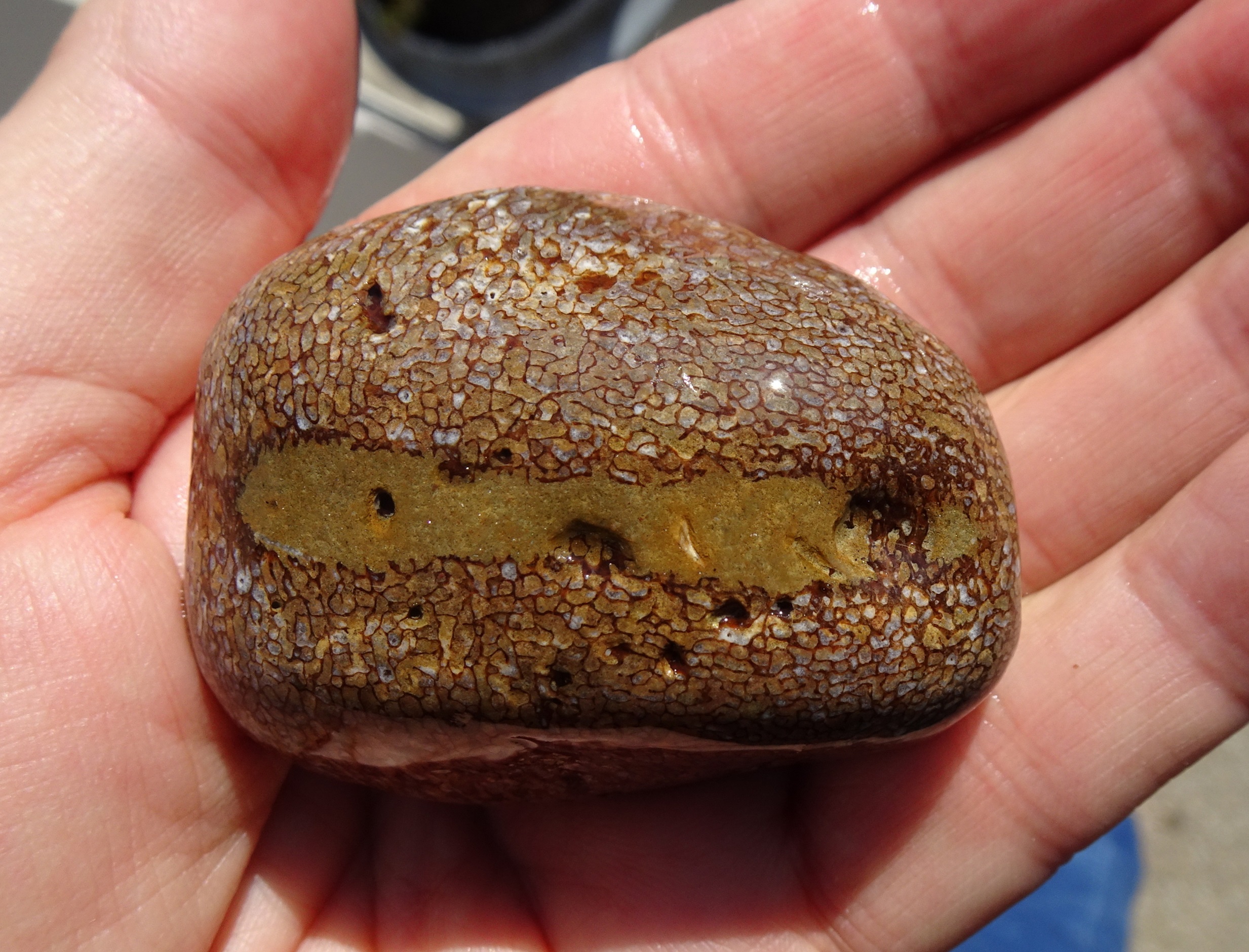 Seadown Beach find, Kakanui.