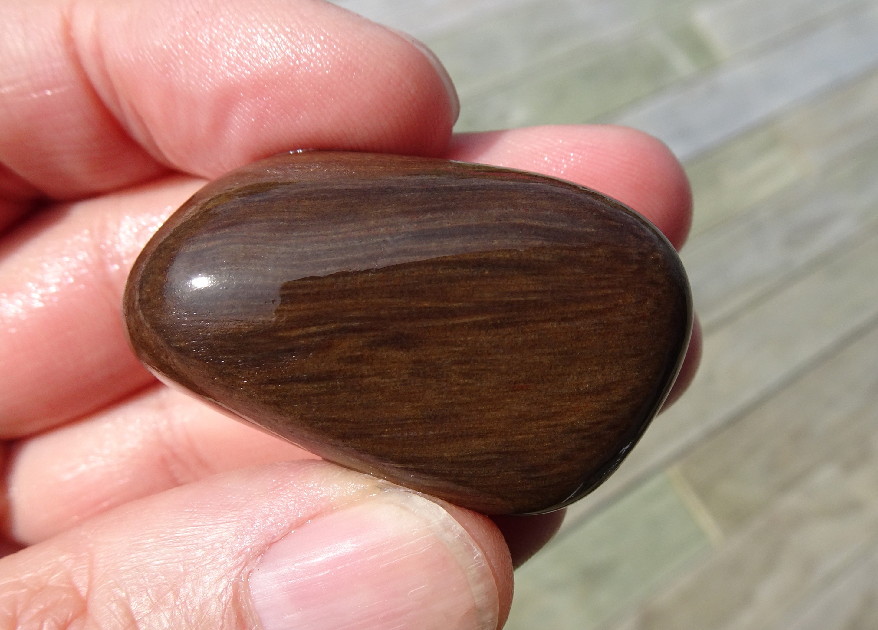 Another side of the petrified wood.