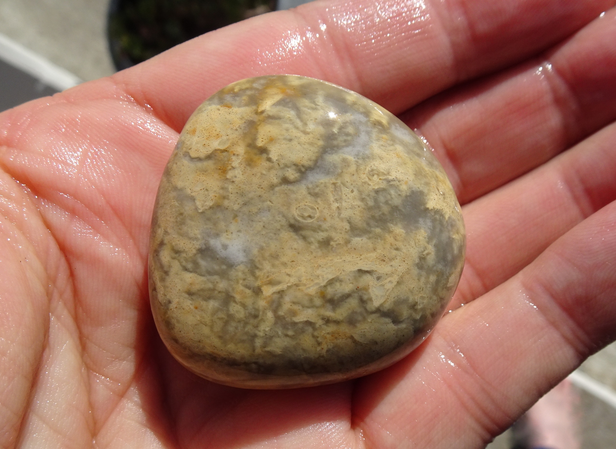 Another yellow quartzite from Kakanui.