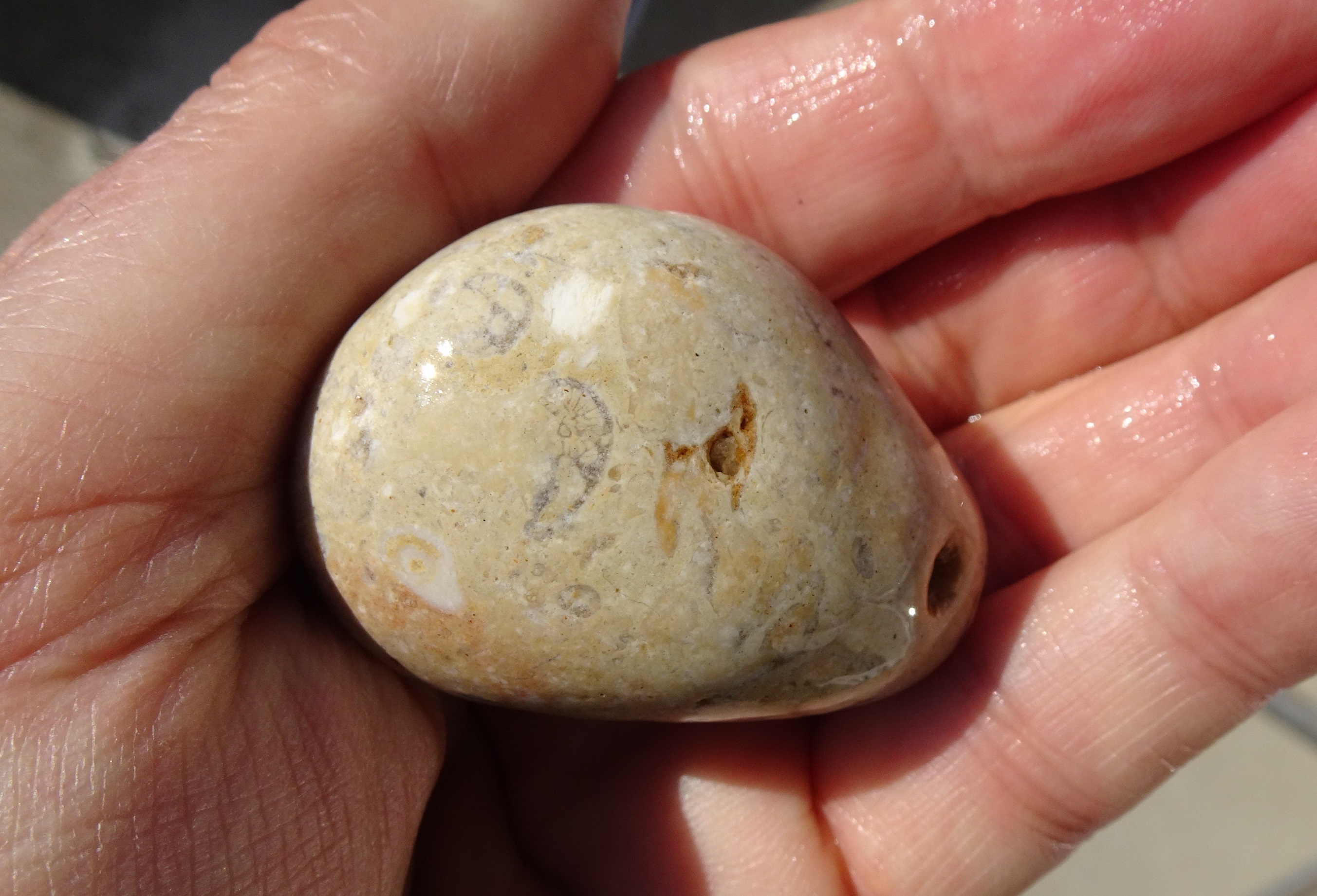 Lots of tiny fossils in this stone.