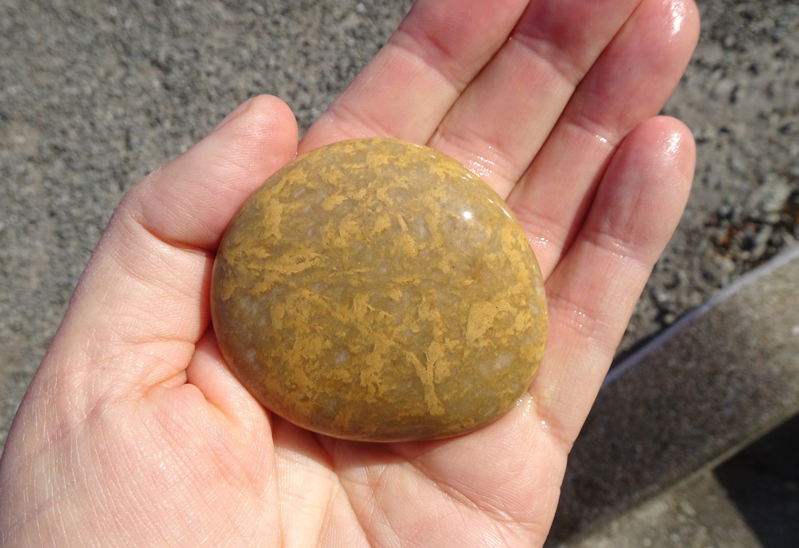Yellow quartzite, Seadown Beach.