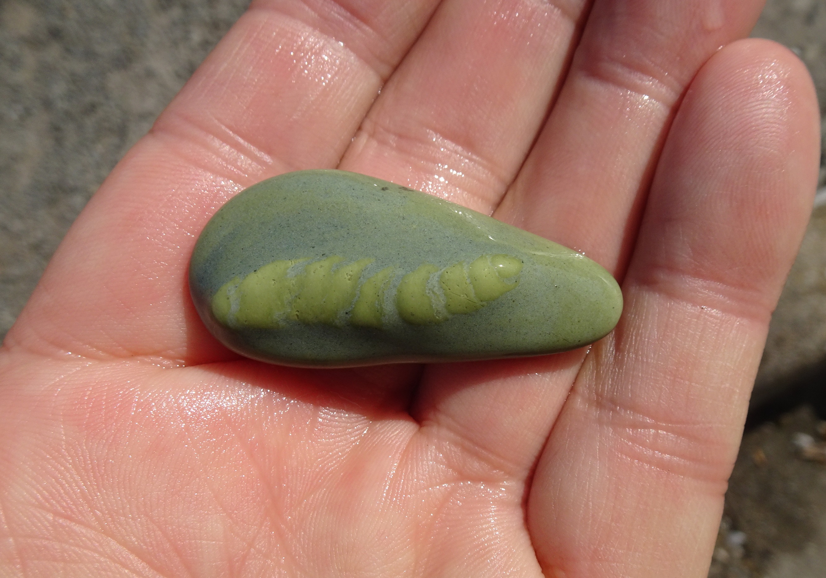 This trace fossil is more resistant to wearing away than its host rock.